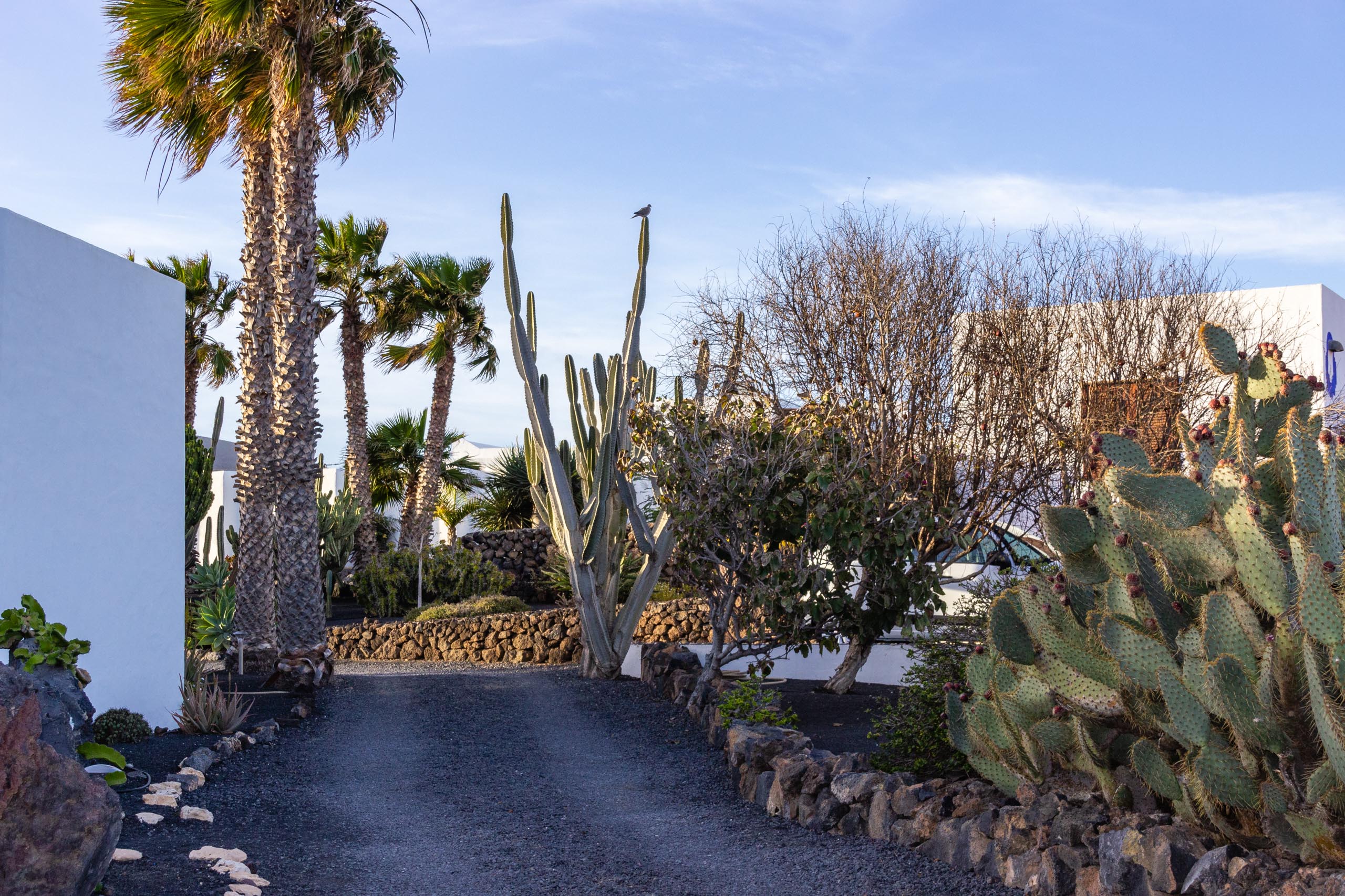 2014 02 Lanzarote Garden 010