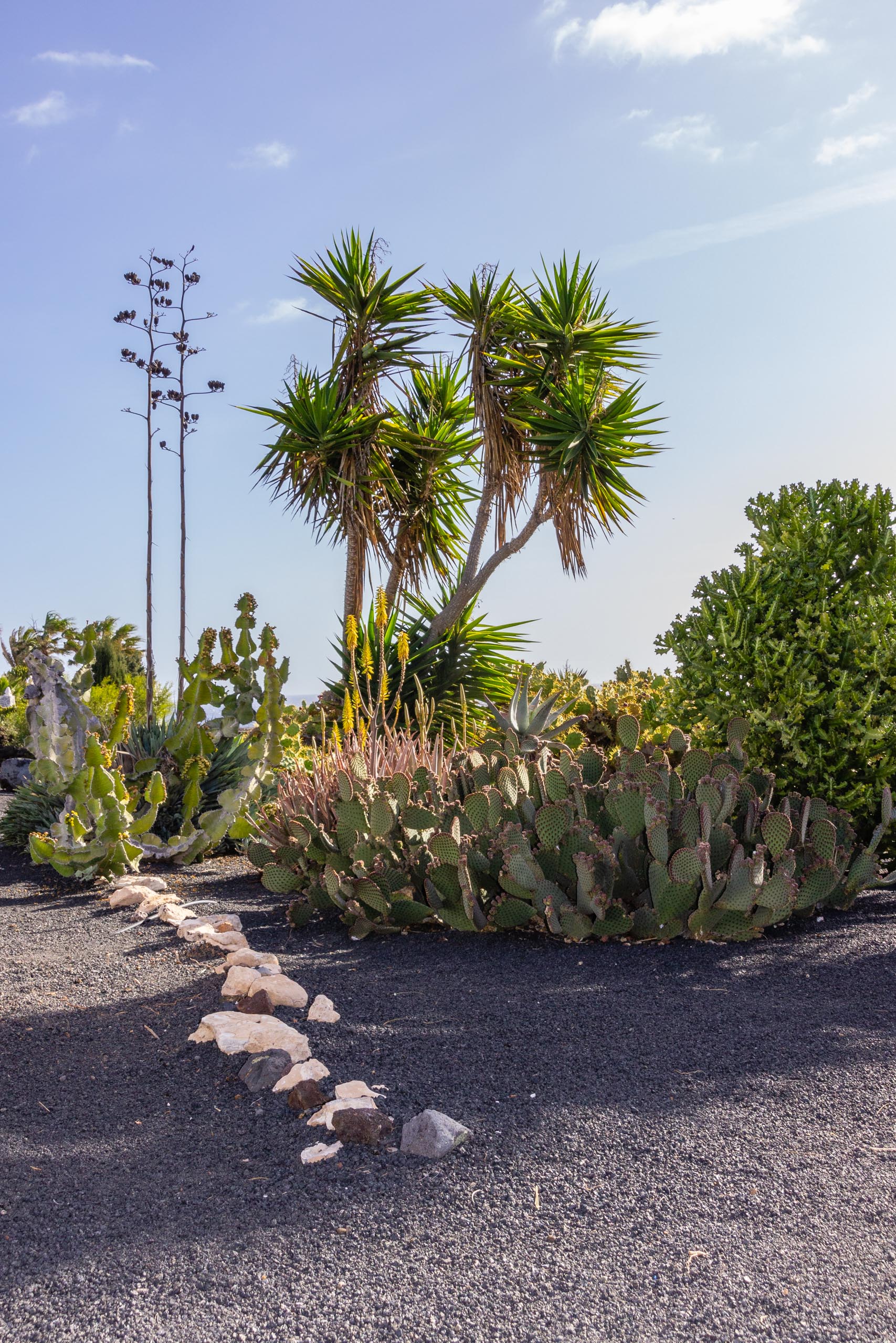 2014 02 Lanzarote Garden 011