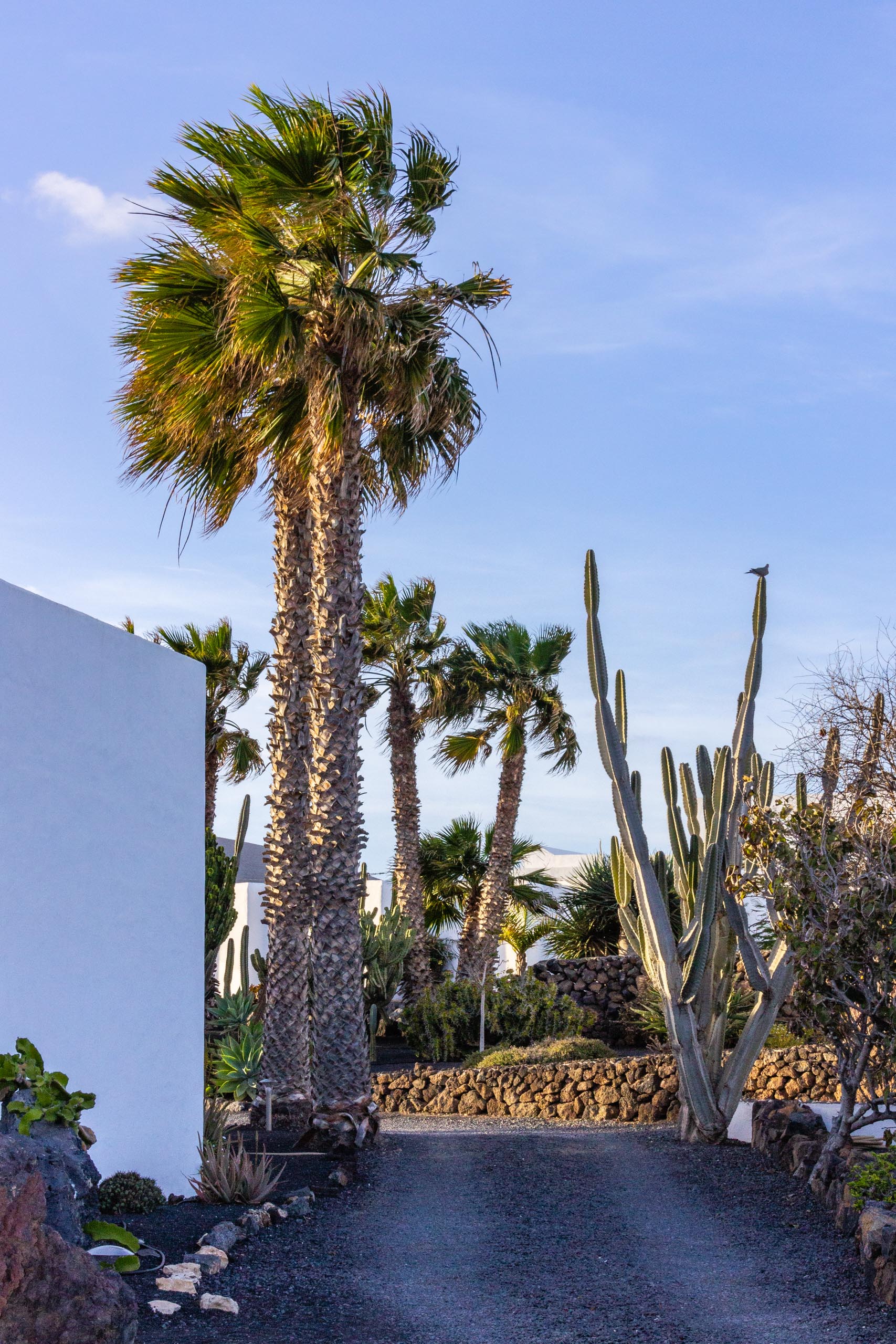 2014 02 Lanzarote Garden 012