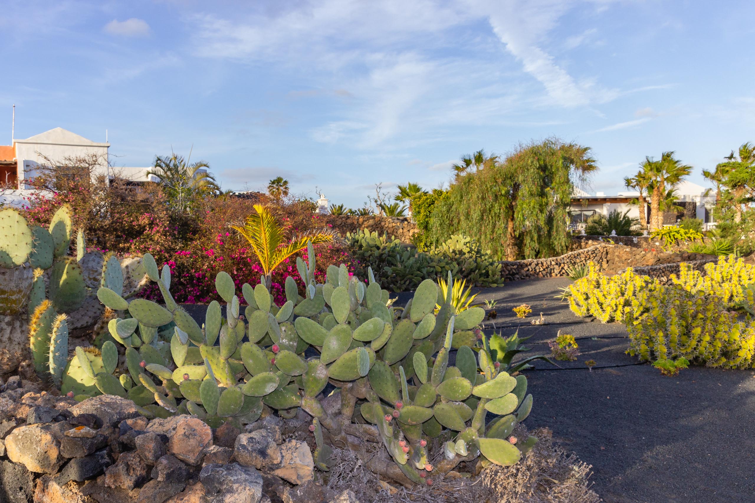 2014 02 Lanzarote Garden 013