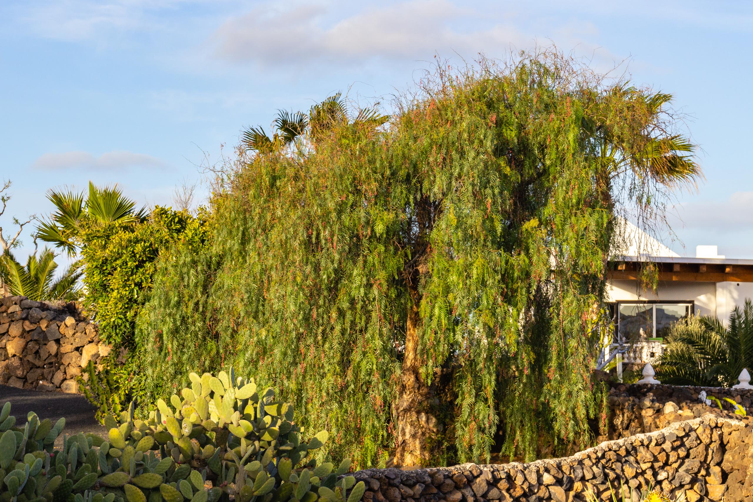 2014 02 Lanzarote Garden 014