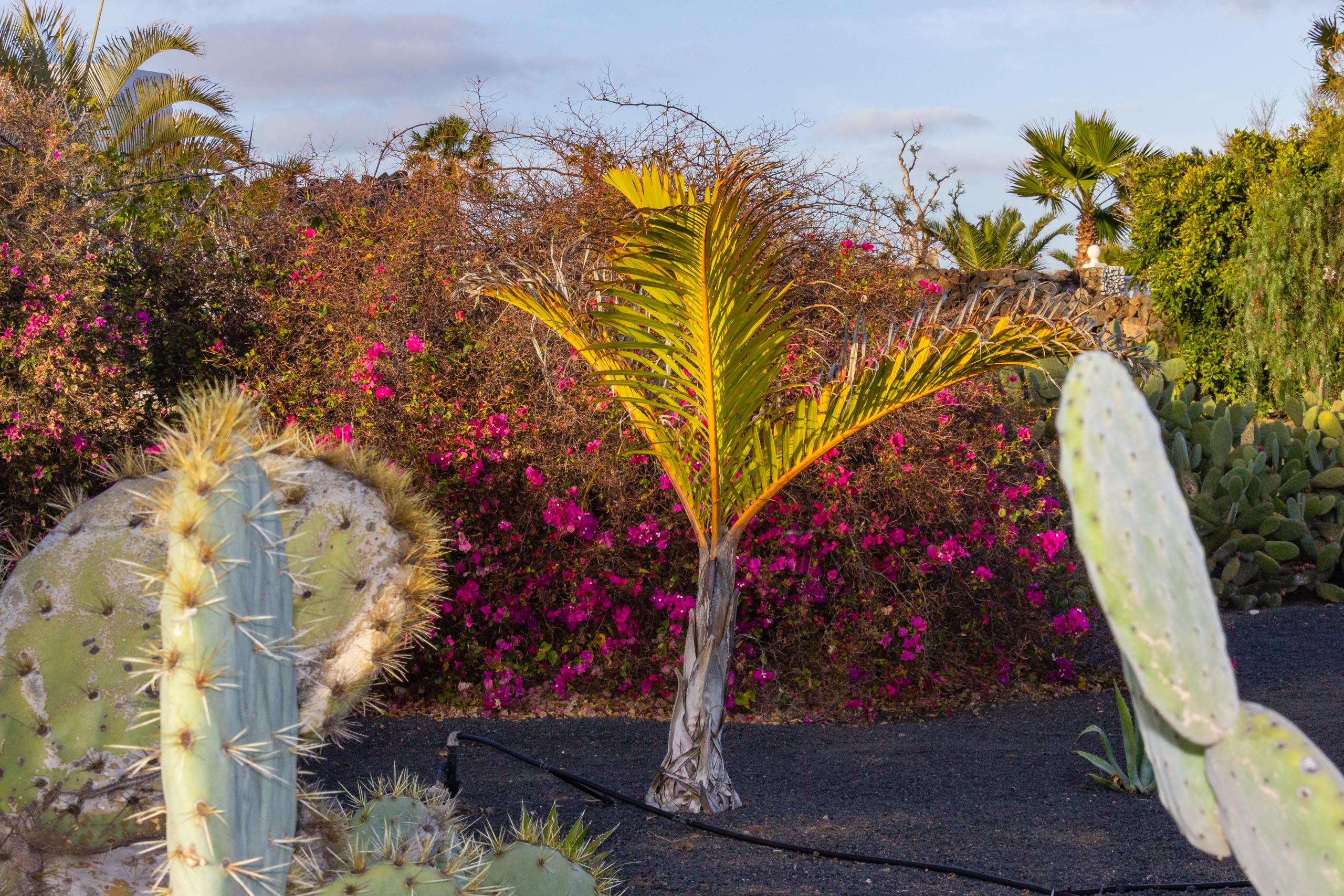 2014 02 Lanzarote Garden 015
