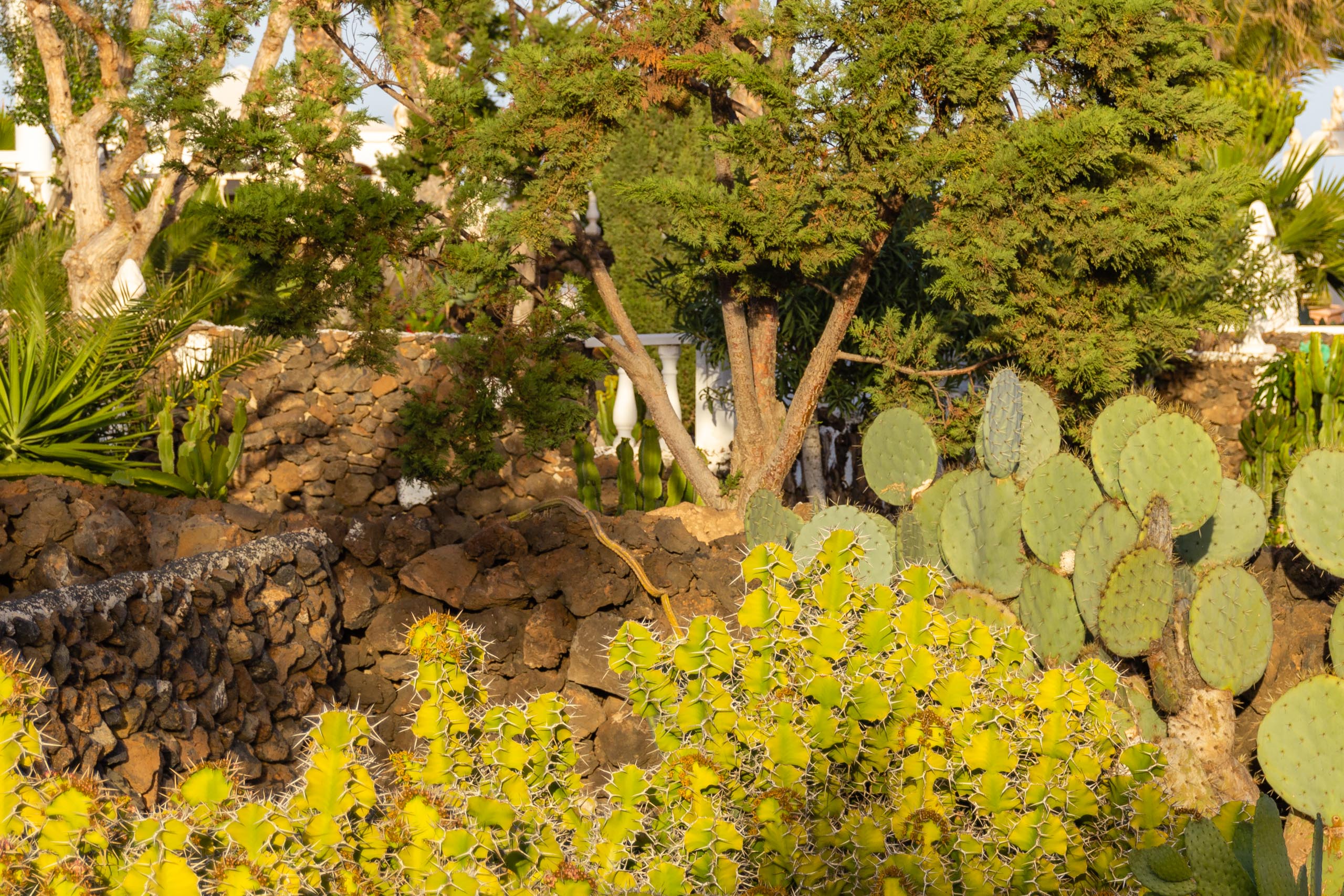 2014 02 Lanzarote Garden 017