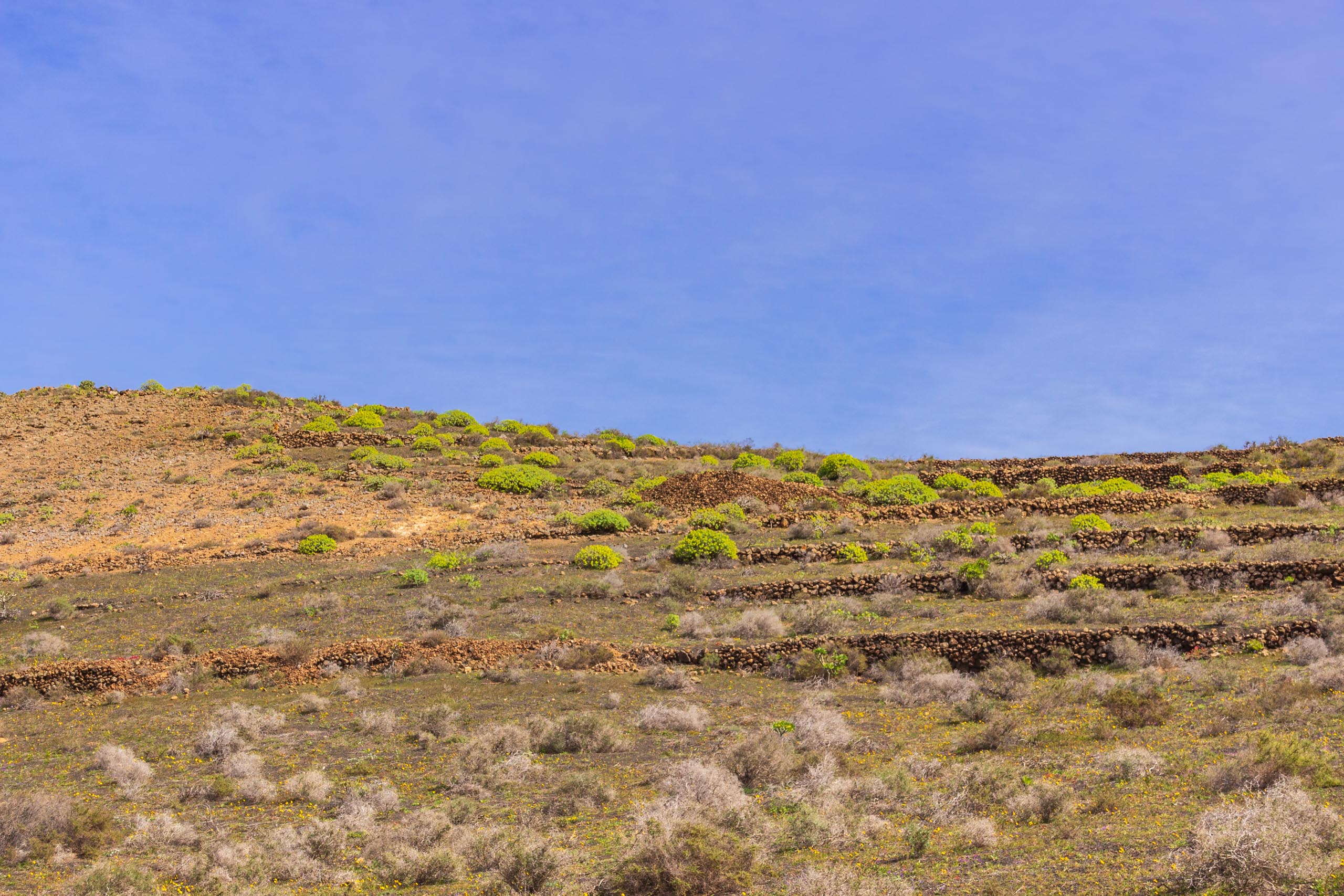 2014 02 Lanzarote Guatiza 010