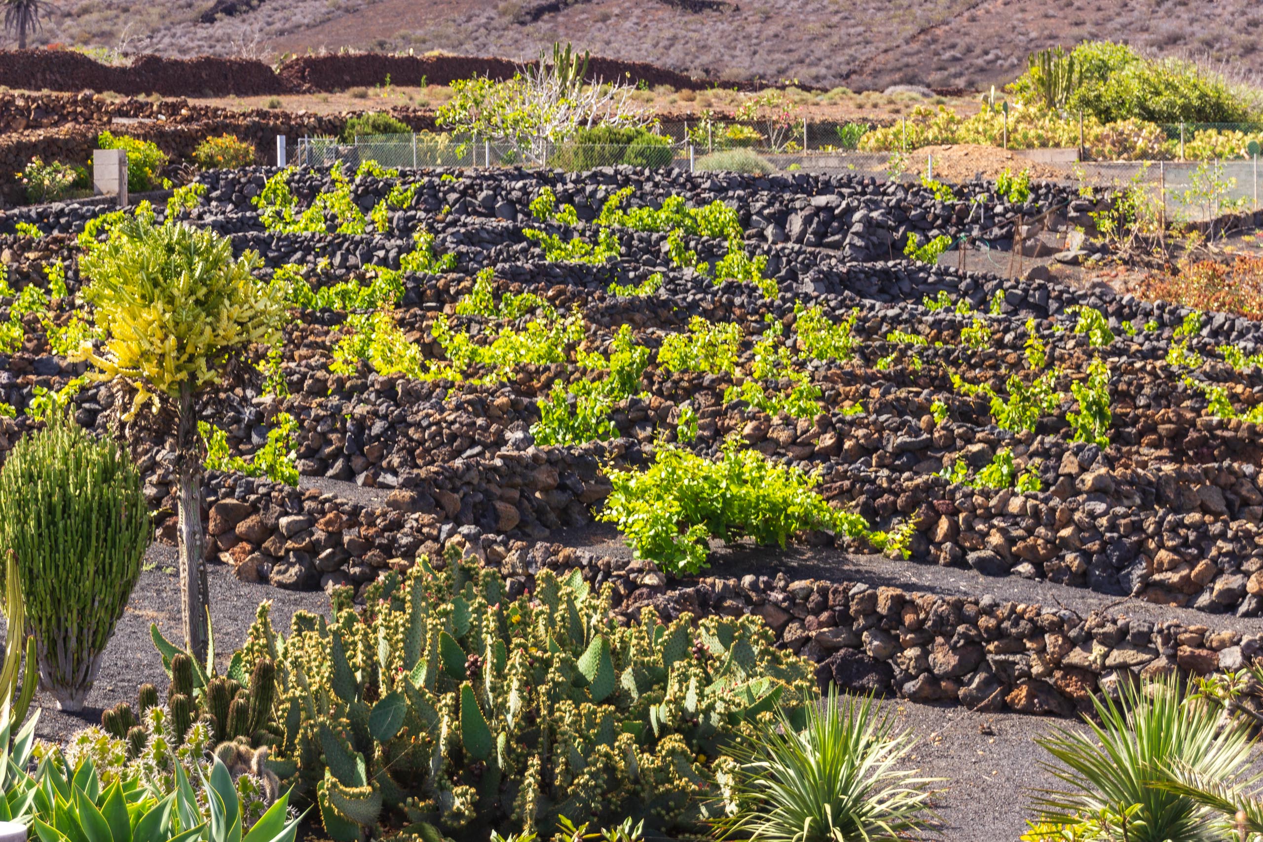2014 06 Lanzarote GoSouthFromÓrzola 011