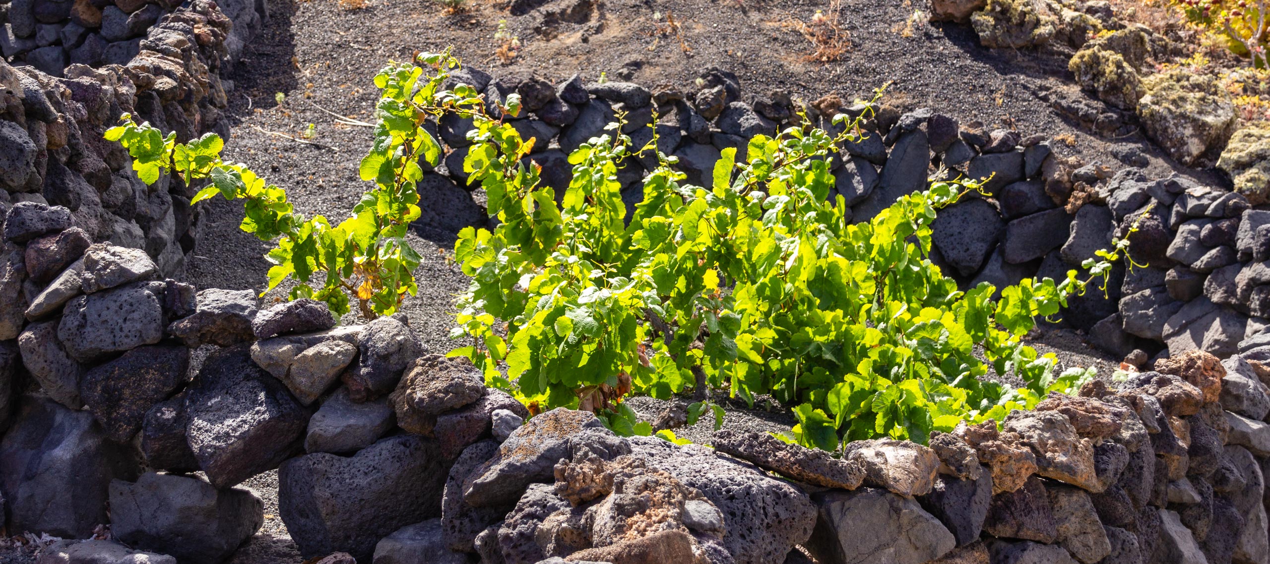2014 06 Lanzarote GoingSouthFromÓrzola 012
