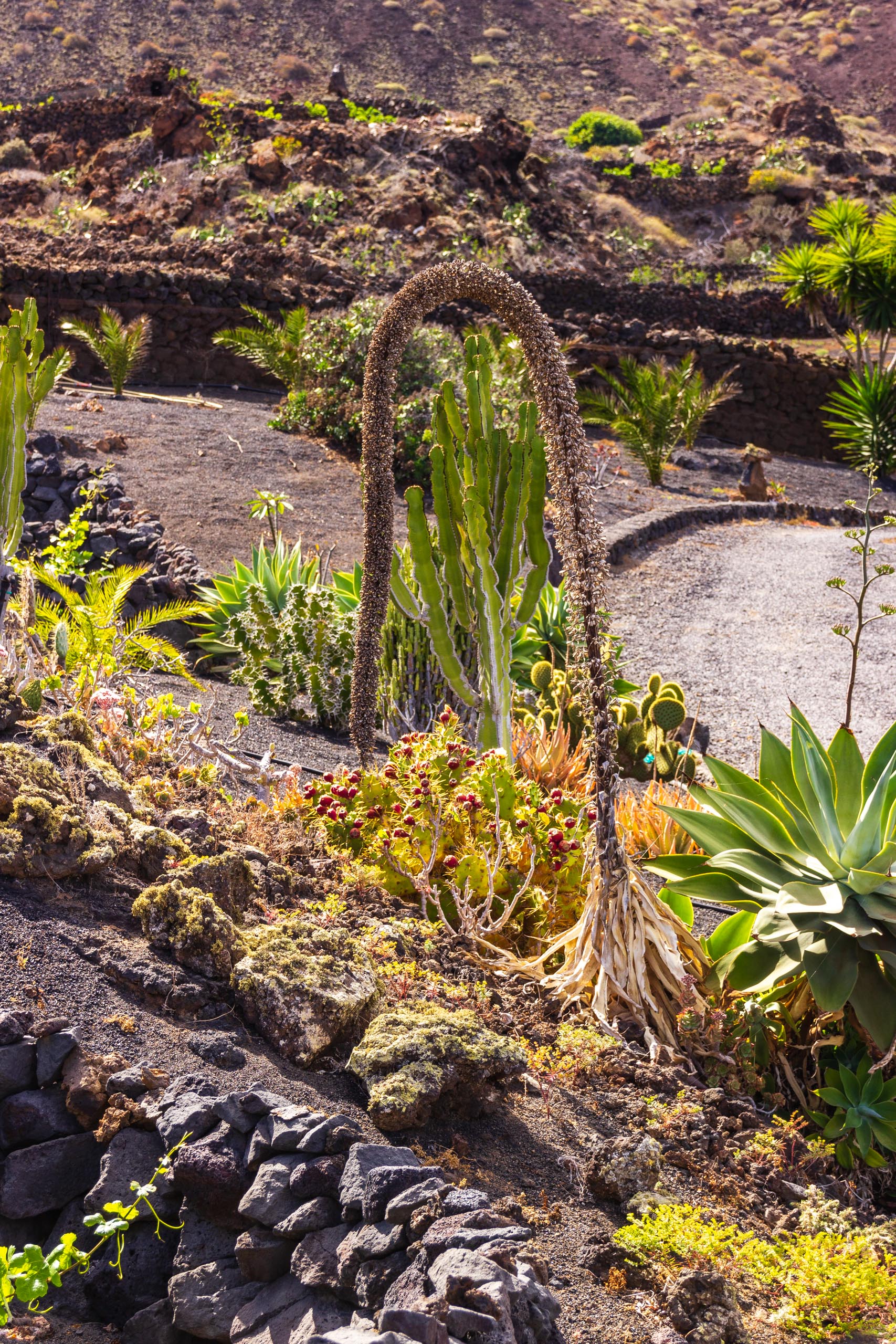 2014 06 Lanzarote GoingSouthFromÓrzola 014