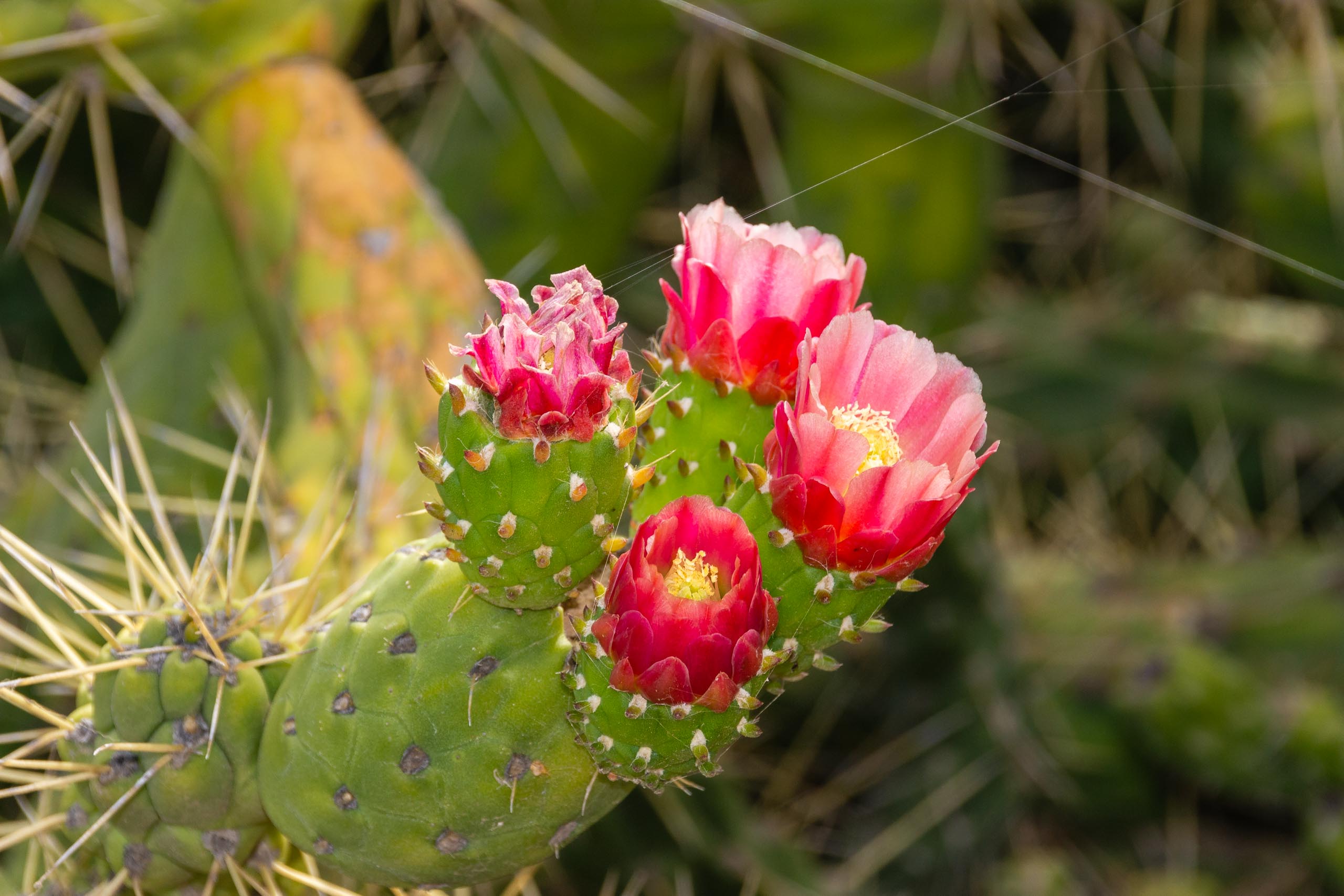 2014 06 Lanzarote GoingSouthFromÓrzola 015