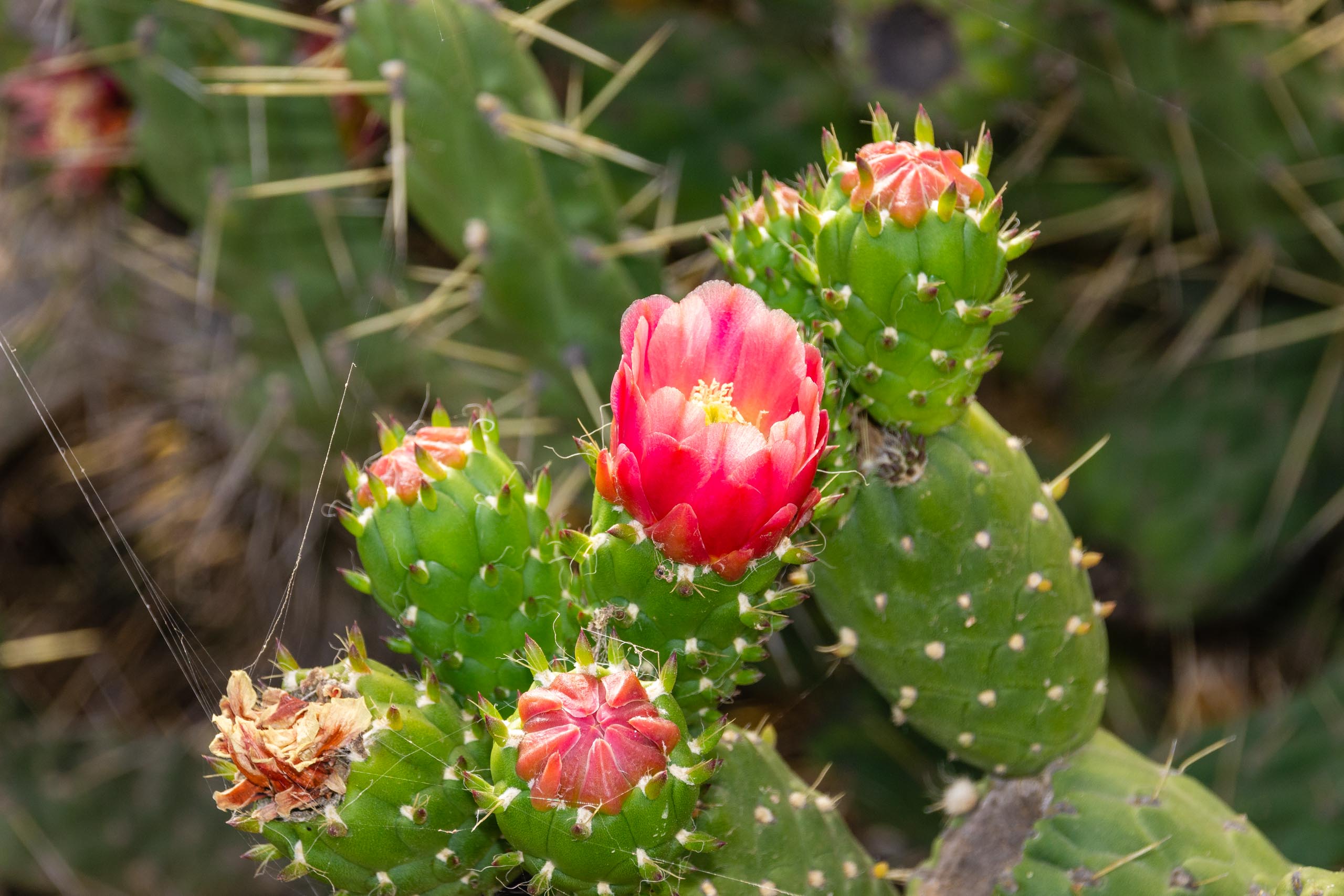 2014 06 Lanzarote GoingSouthFromÓrzola 016
