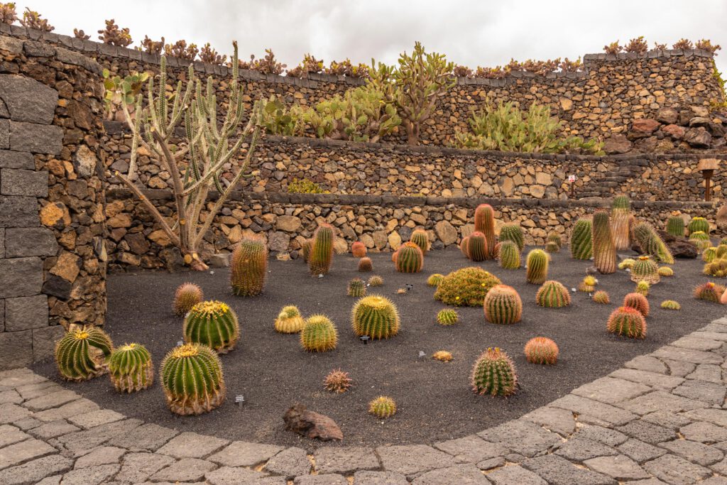 2014 06 Lanzarote JardinDeCactusInGuatiza 001