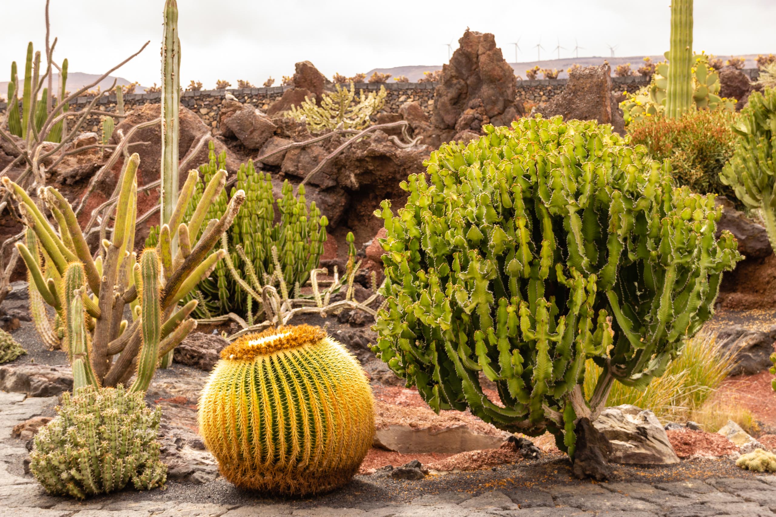 2014 06 Lanzarote JardinDeCactusInGuatiza 005