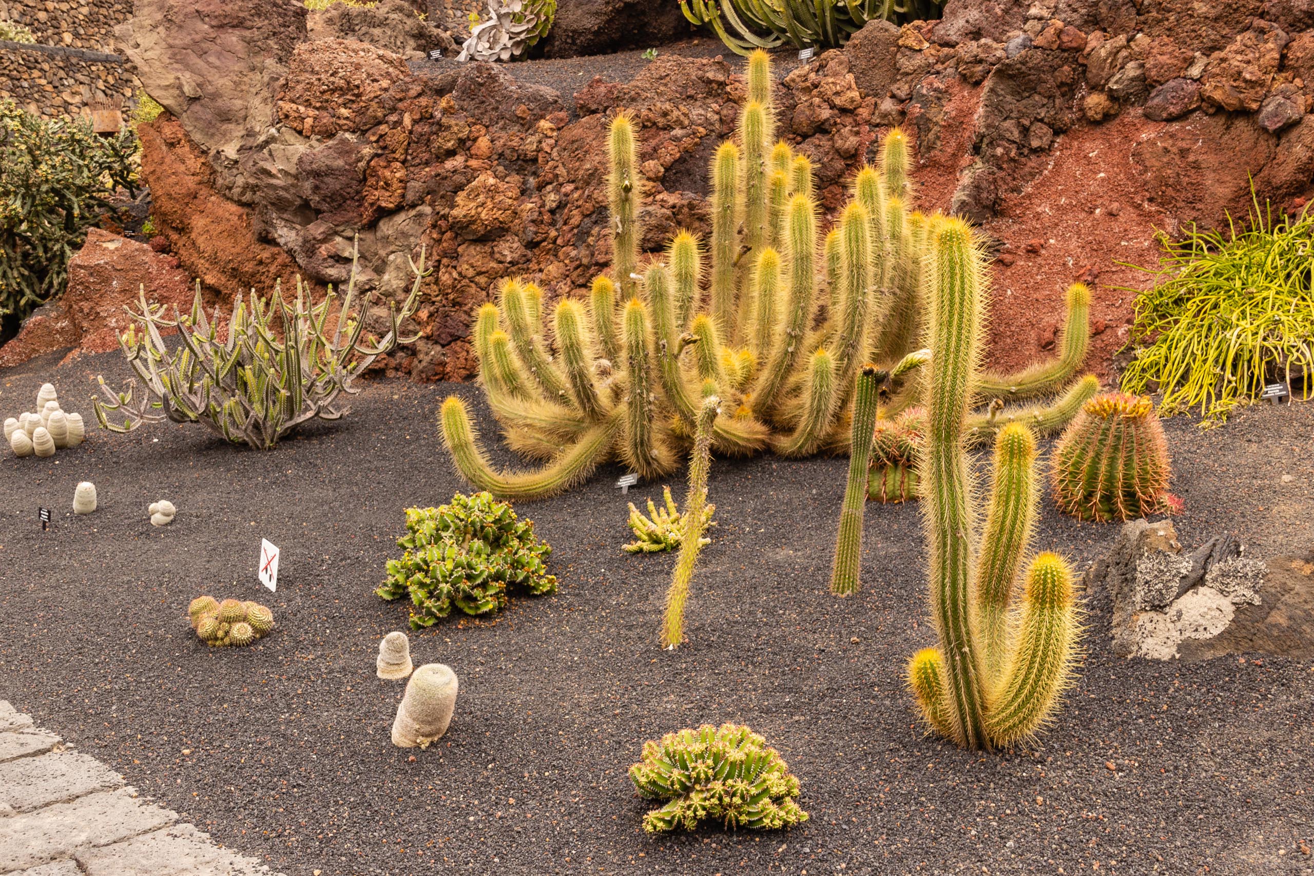 2014 06 Lanzarote JardinDeCactusInGuatiza 006