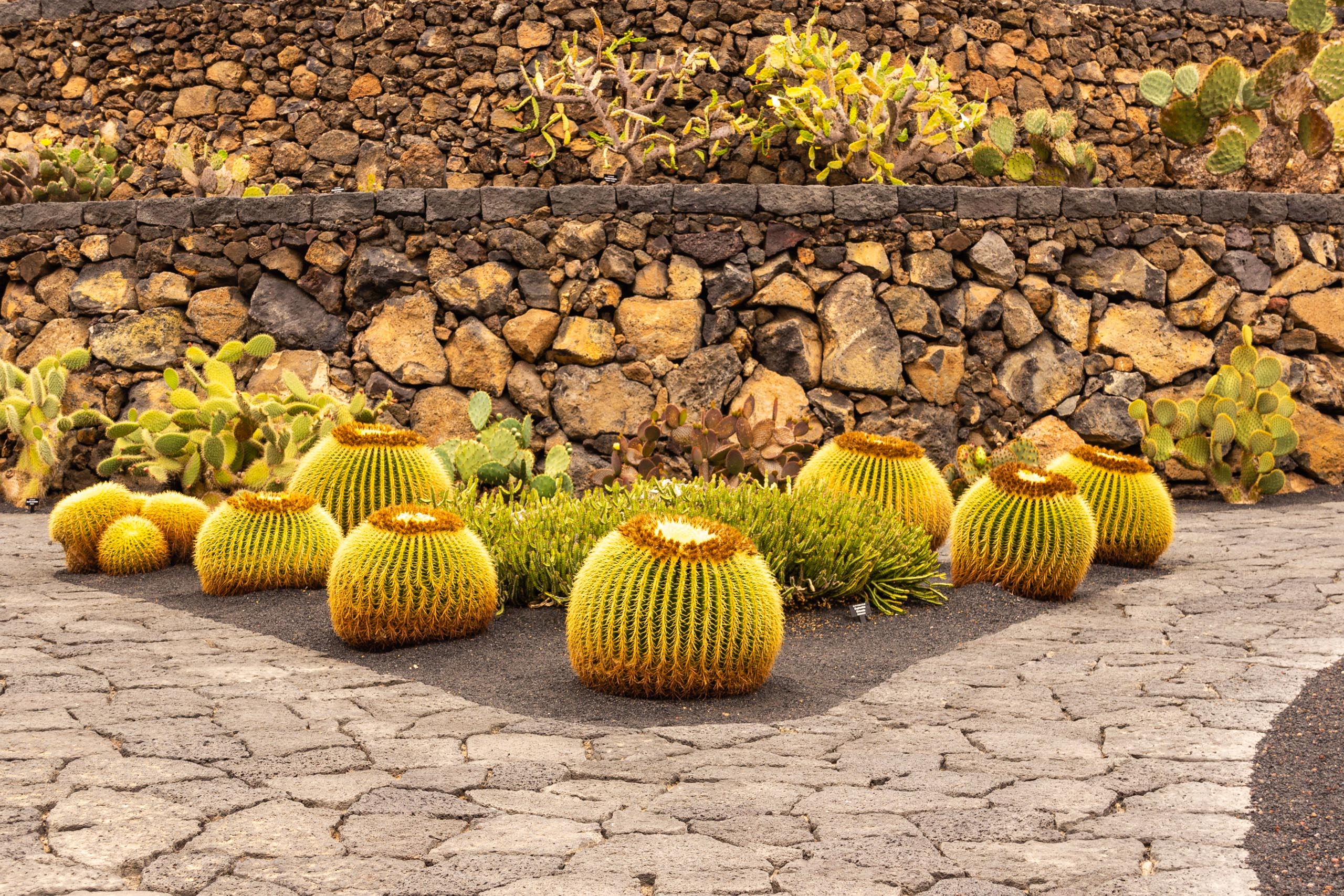 2014 06 Lanzarote JardinDeCactusInGuatiza 007