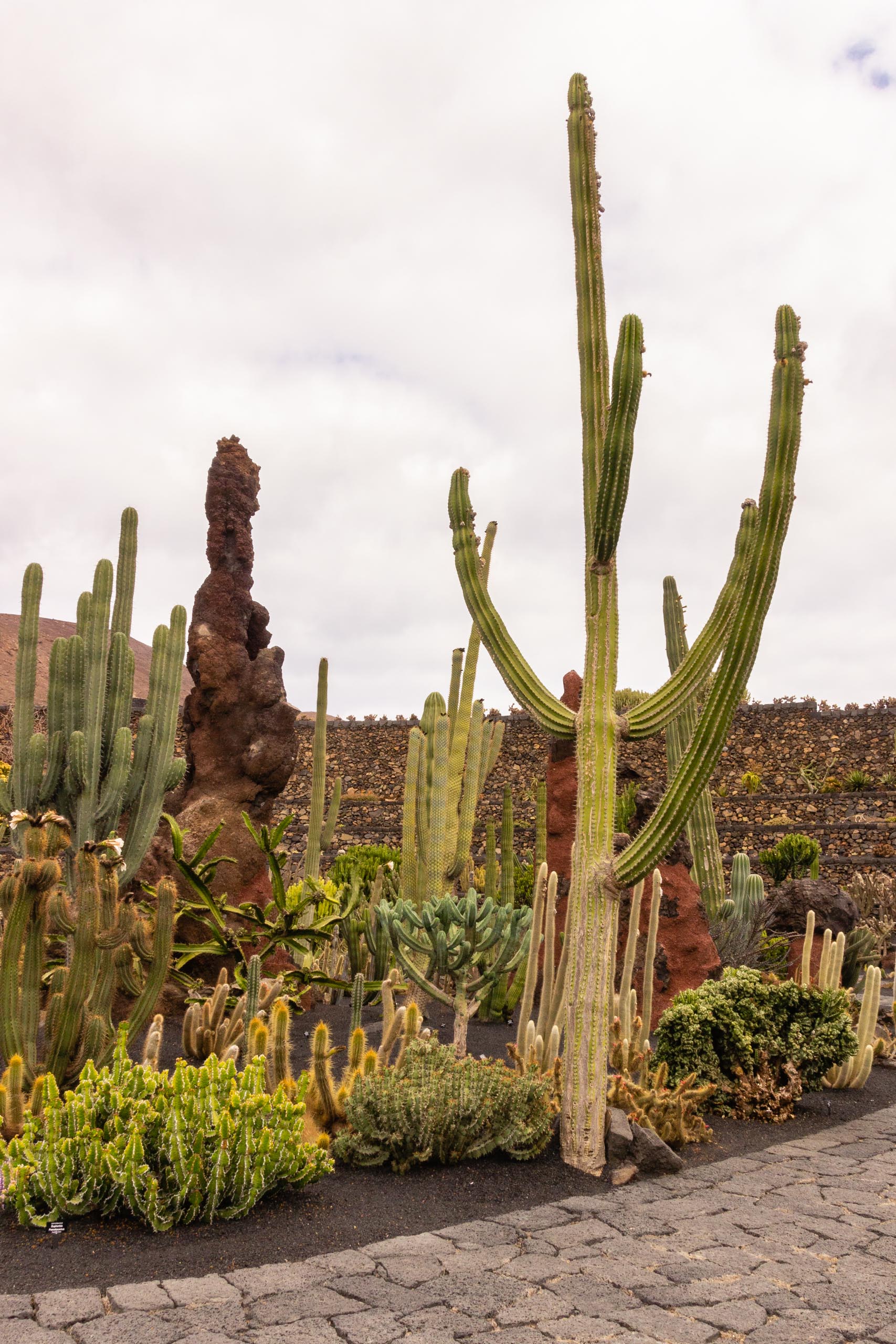 2014 06 Lanzarote JardinDeCactusInGuatiza 008