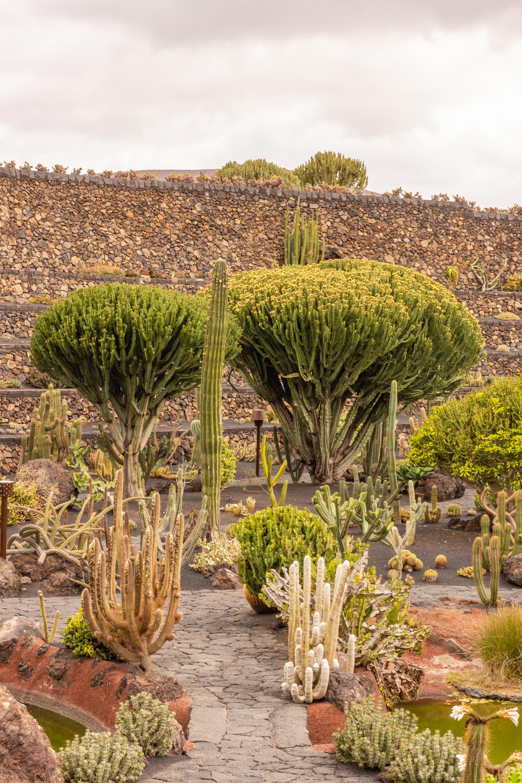 2014 06 Lanzarote JardinDeCactusInGuatiza 009