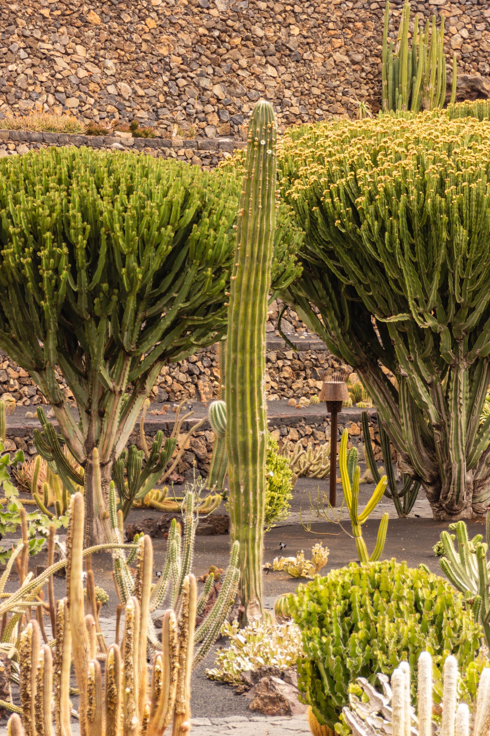 2014 06 Lanzarote JardinDeCactusInGuatiza 010