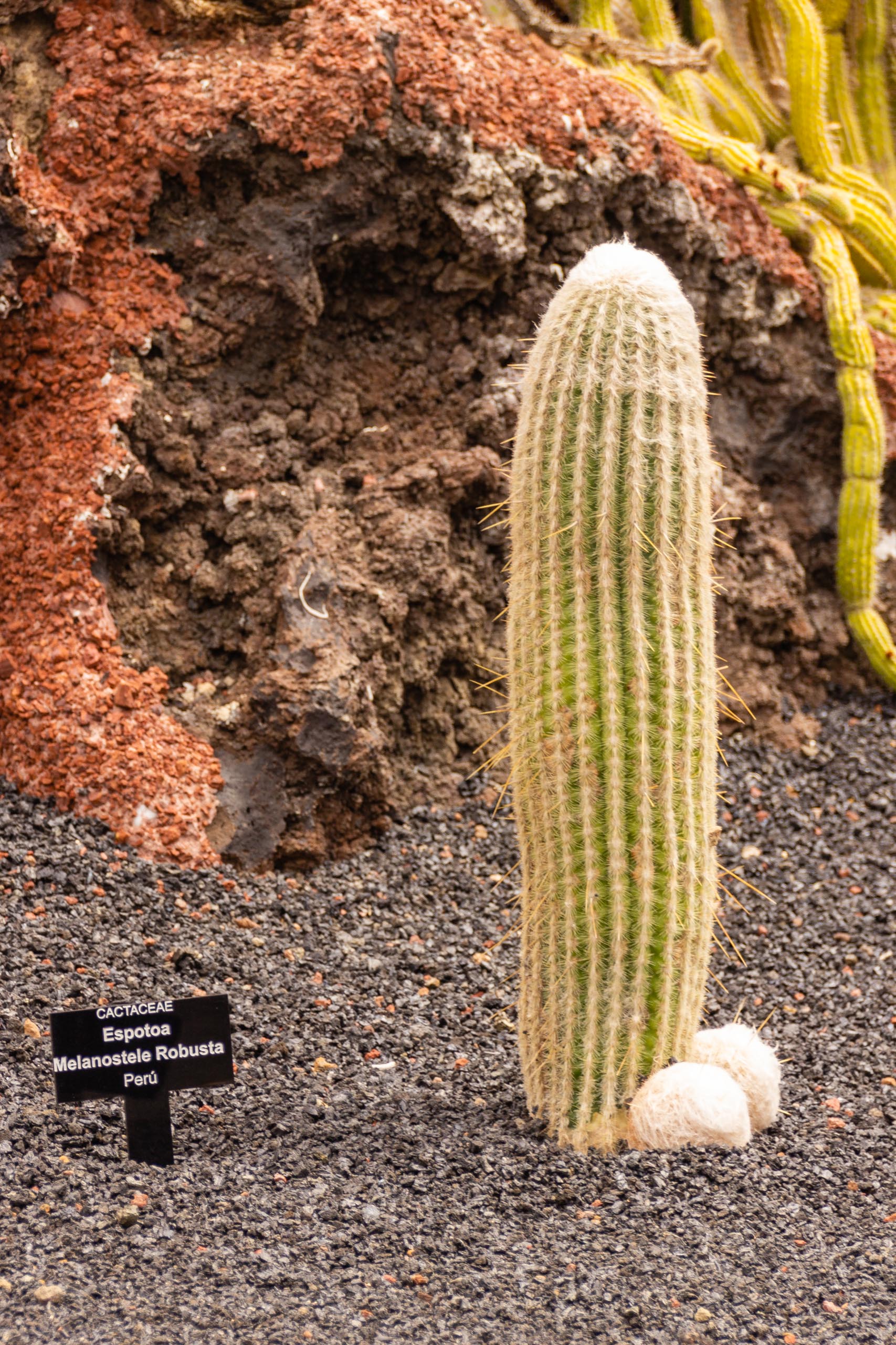 2014 06 Lanzarote JardinDeCactusInGuatiza 011