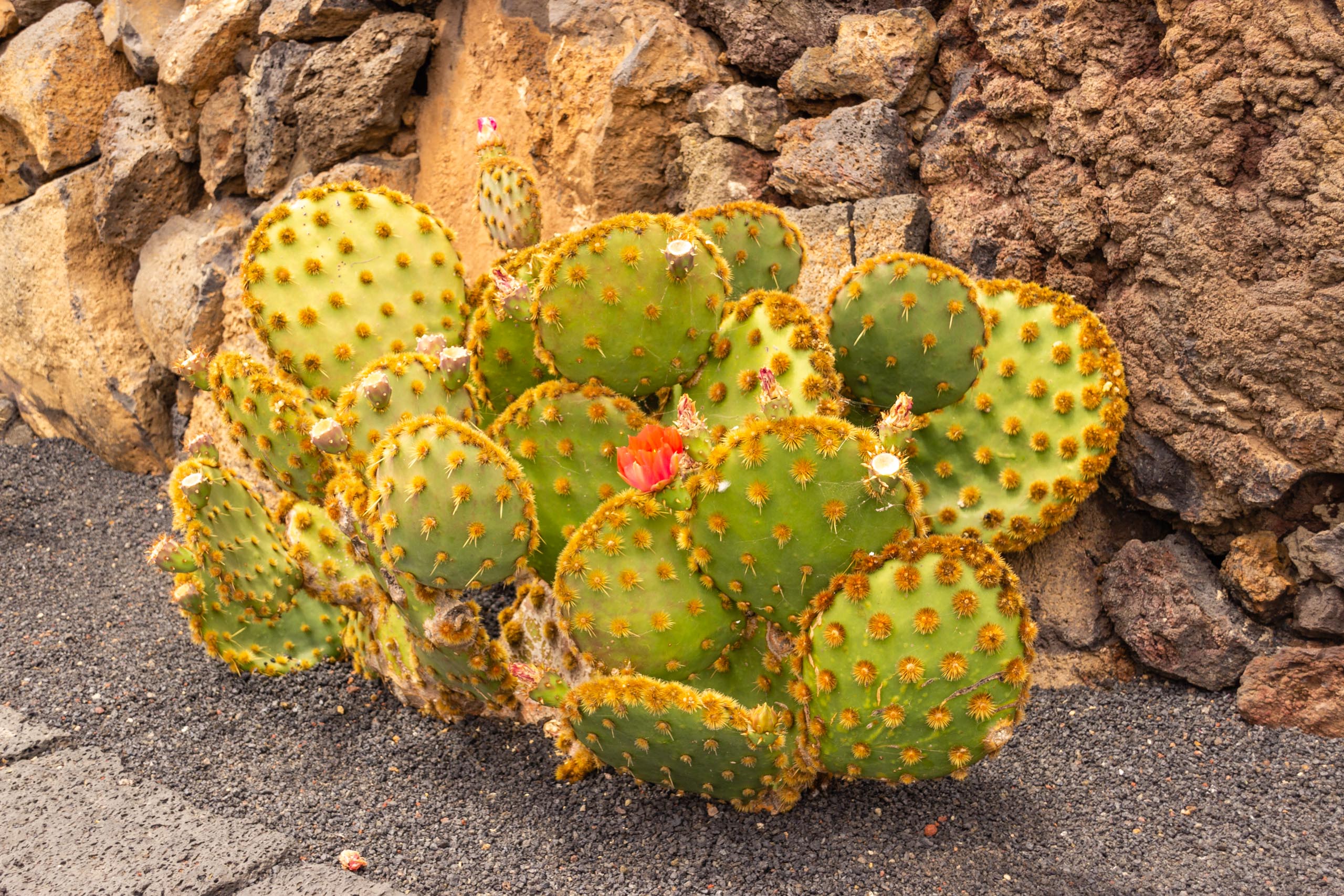 2014 06 Lanzarote JardinDeCactusInGuatiza 012