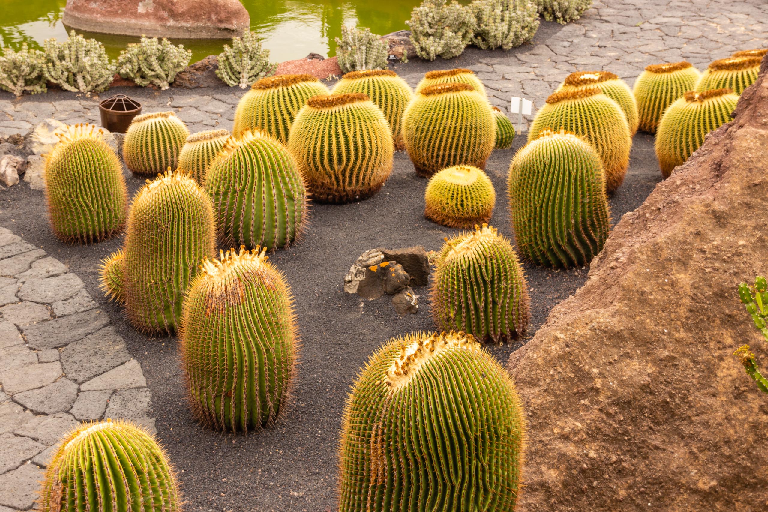 2014 06 Lanzarote JardinDeCactusInGuatiza 013