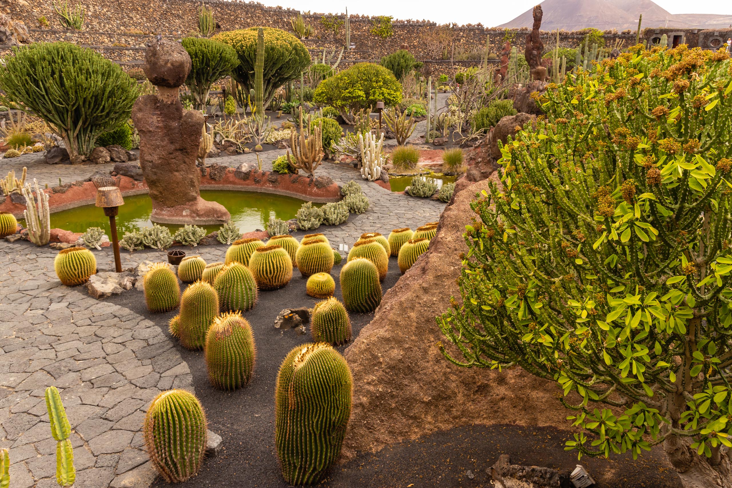2014 06 Lanzarote JardinDeCactusInGuatiza 014