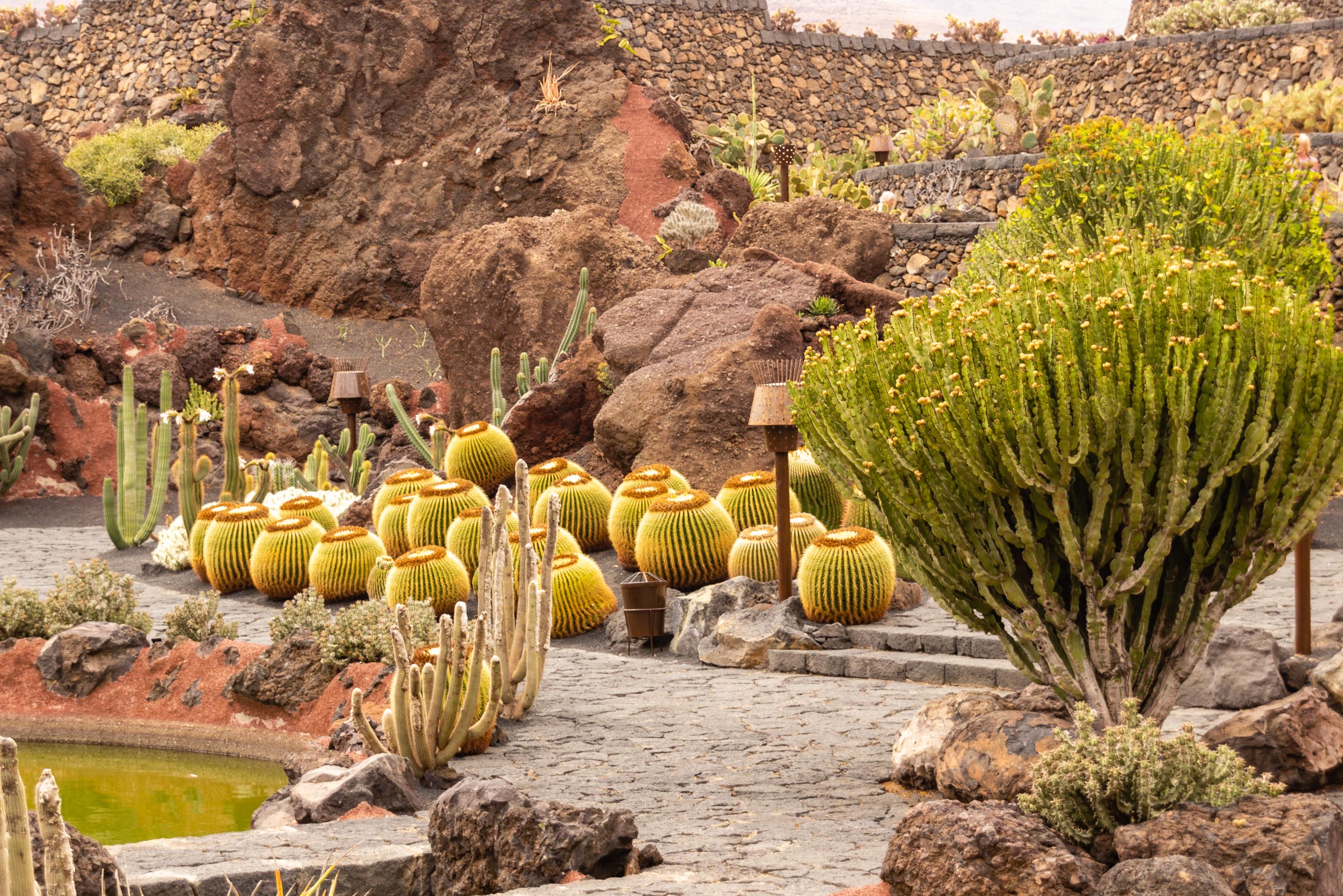 2014 06 Lanzarote JardinDeCactusInGuatiza 017