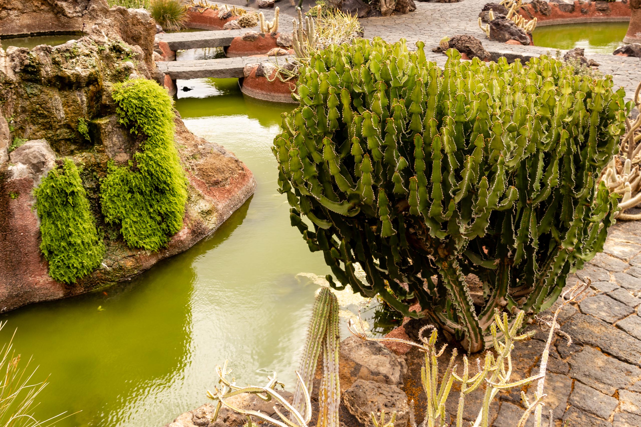 2014 06 Lanzarote JardinDeCactusInGuatiza 018