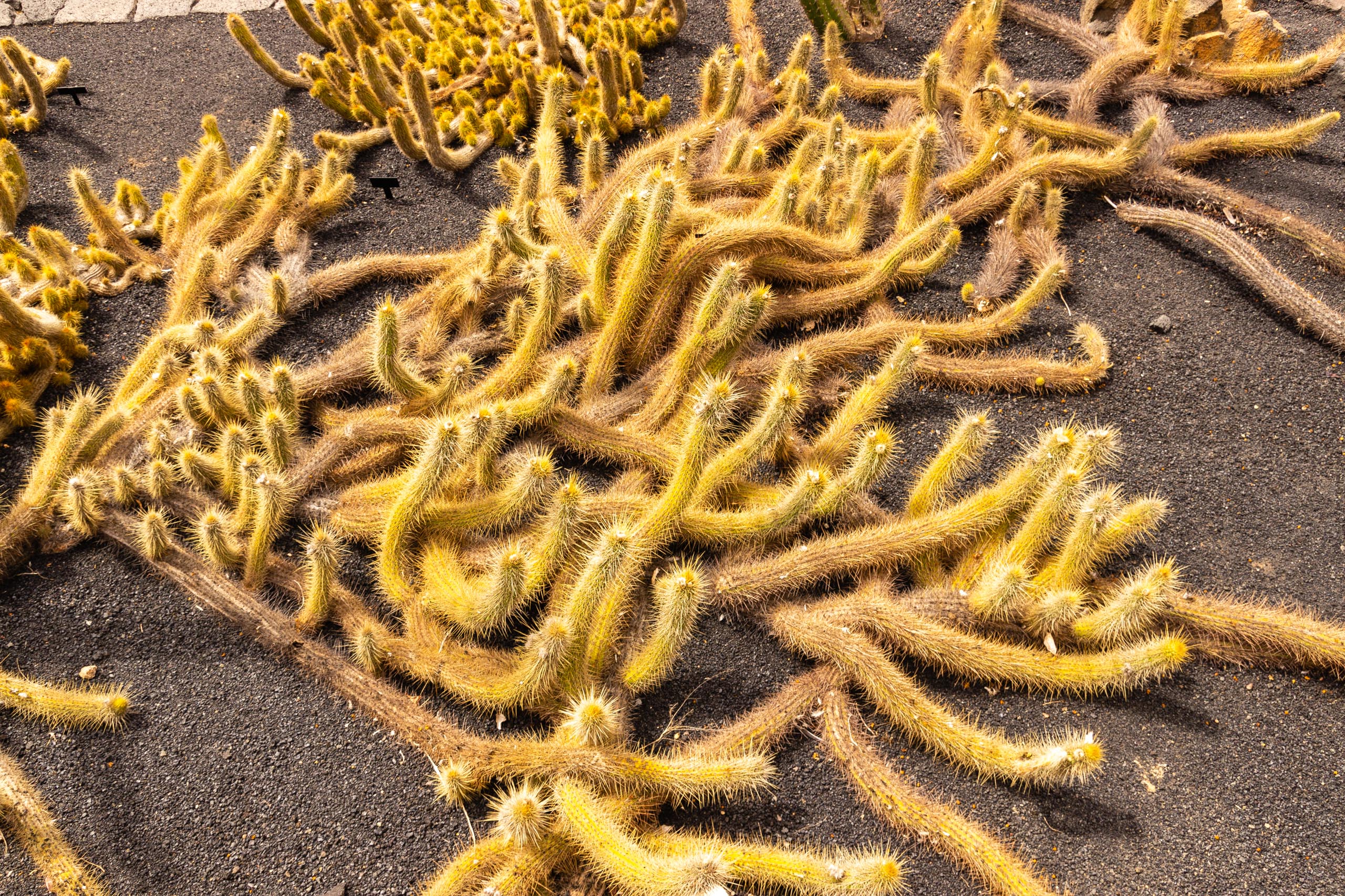 2014 06 Lanzarote JardinDeCactusInGuatiza 019