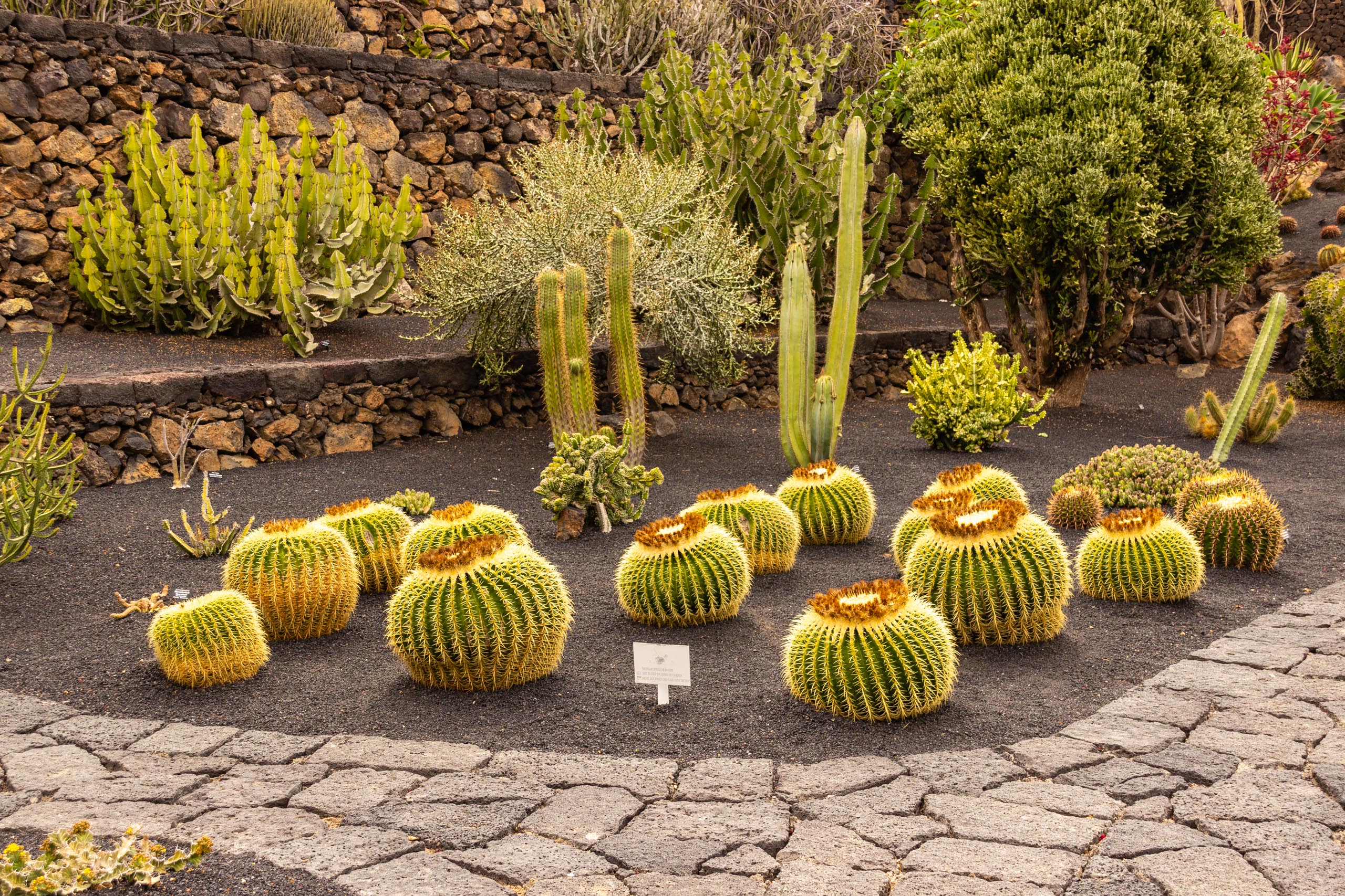 2014 06 Lanzarote JardinDeCactusInGuatiza 020