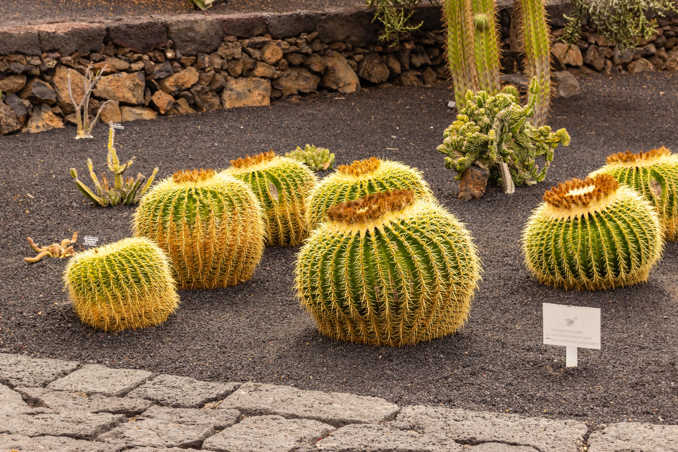 2014 06 Lanzarote JardinDeCactusInGuatiza 021