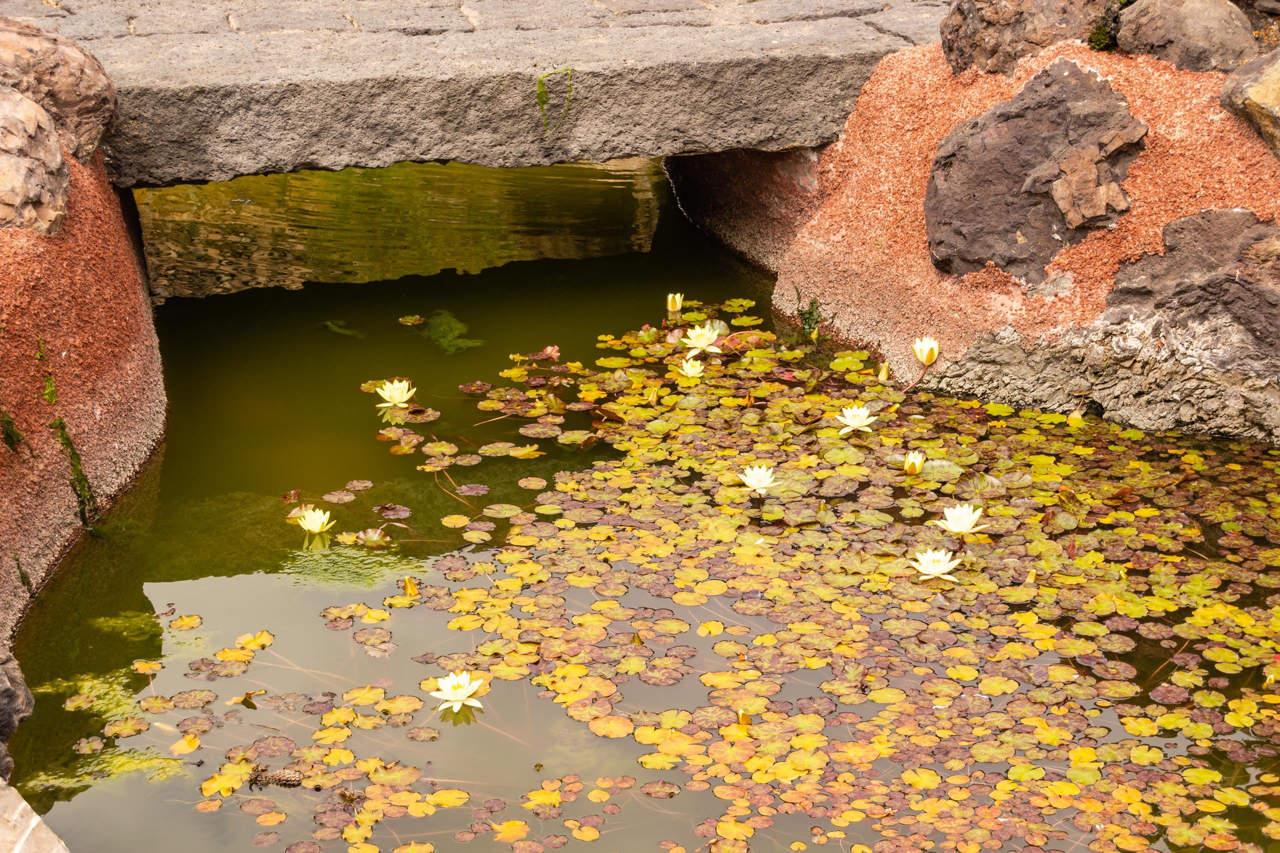 2014 06 Lanzarote JardinDeCactusInGuatiza 022