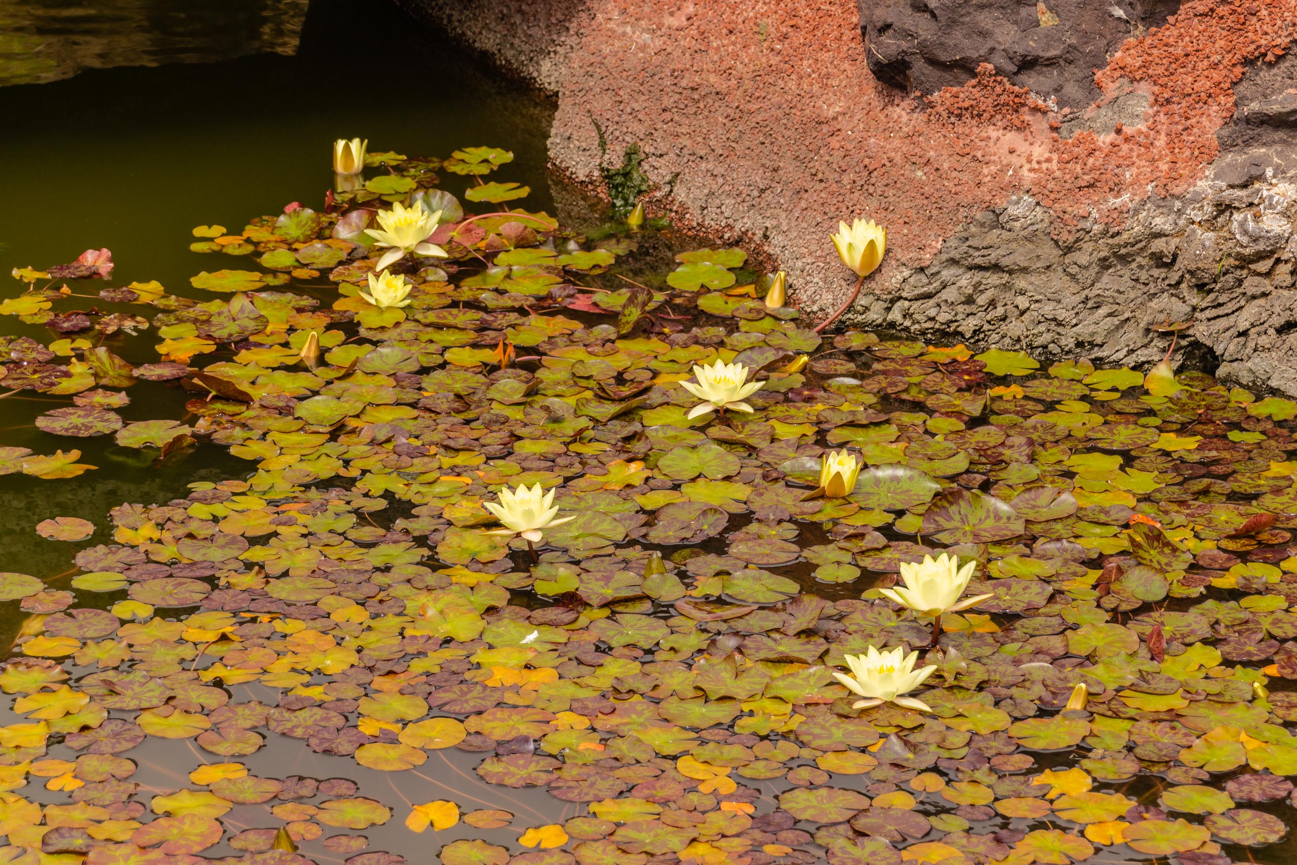 2014 06 Lanzarote JardinDeCactusInGuatiza 023