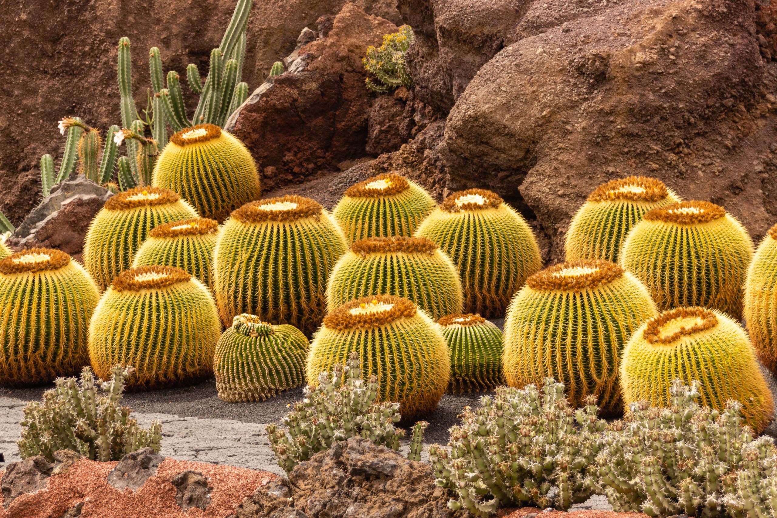 2014 06 Lanzarote JardinDeCactusInGuatiza 024