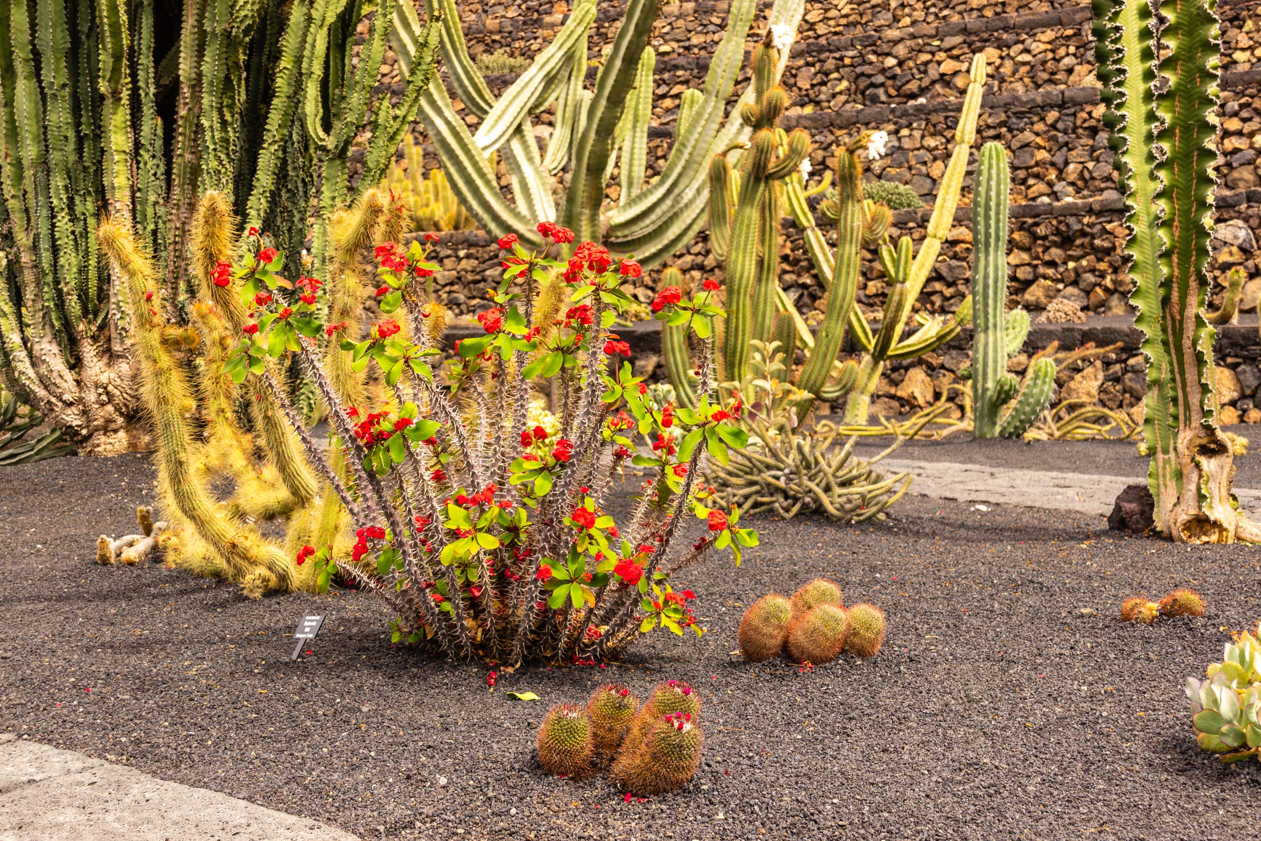 2014 06 Lanzarote JardinDeCactusInGuatiza 025