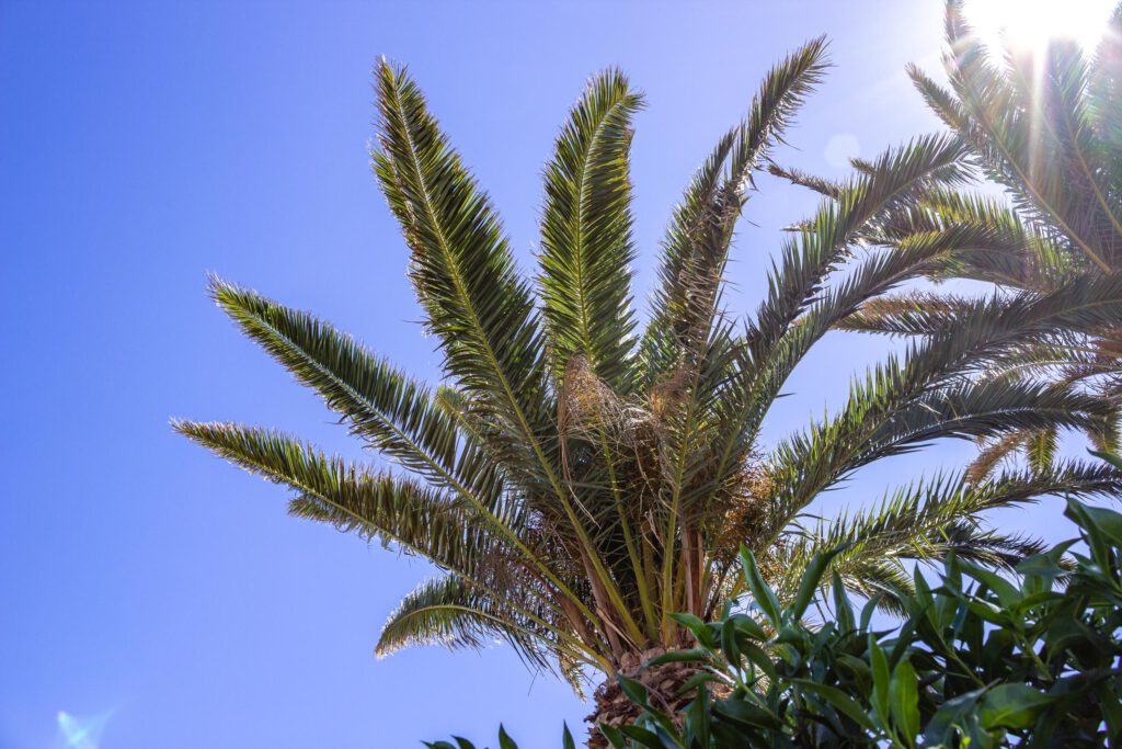 2015 09 Lanzarote PalmTrees 001