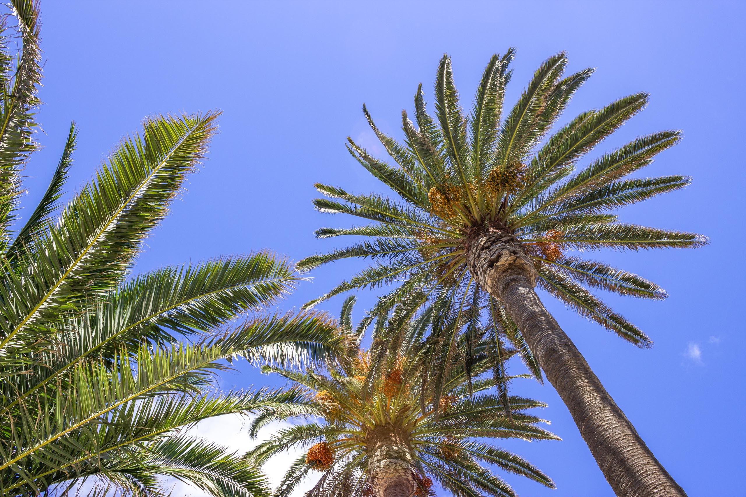 2015 09 Lanzarote PalmTrees 005
