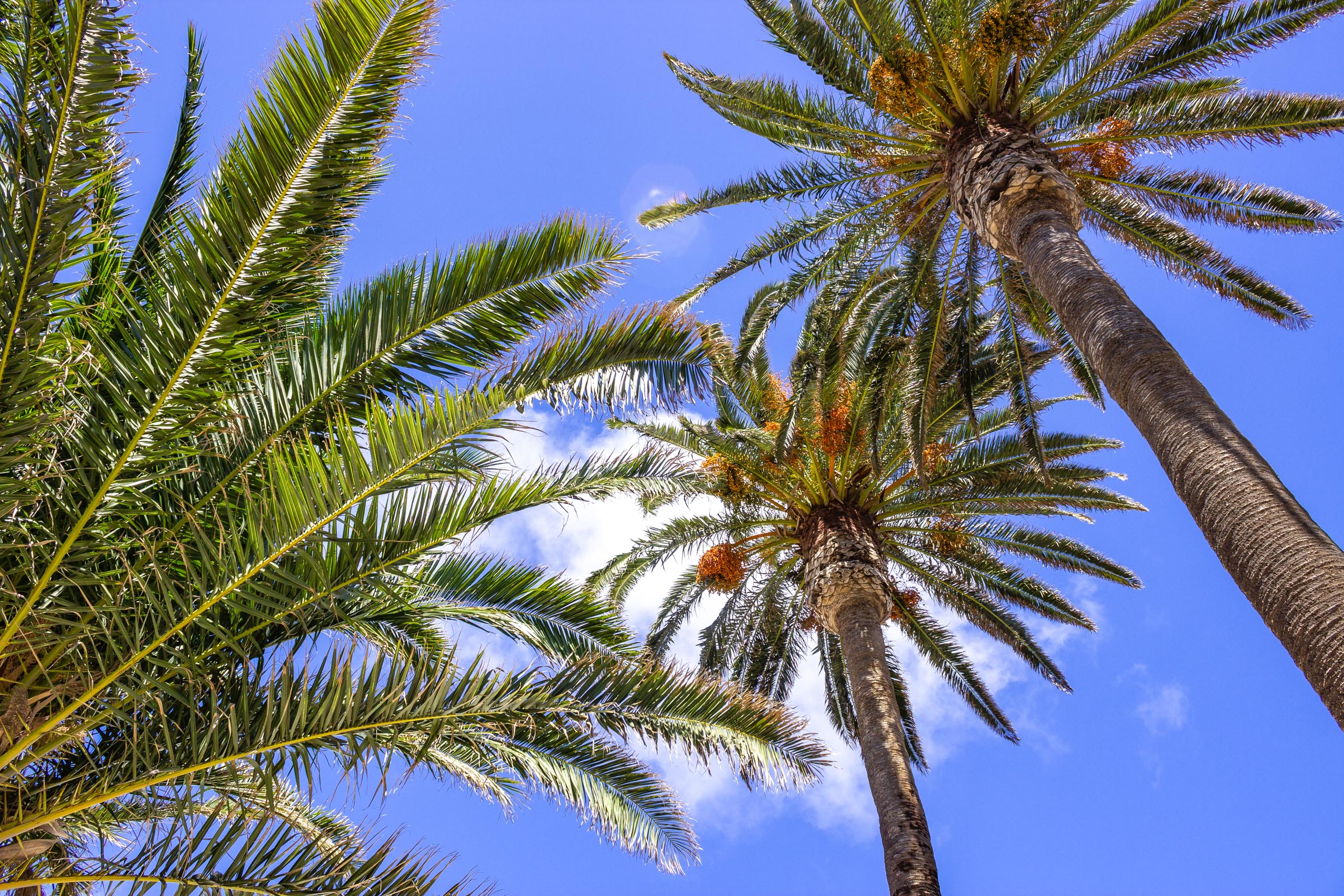 2015 09 Lanzarote PalmTrees 006