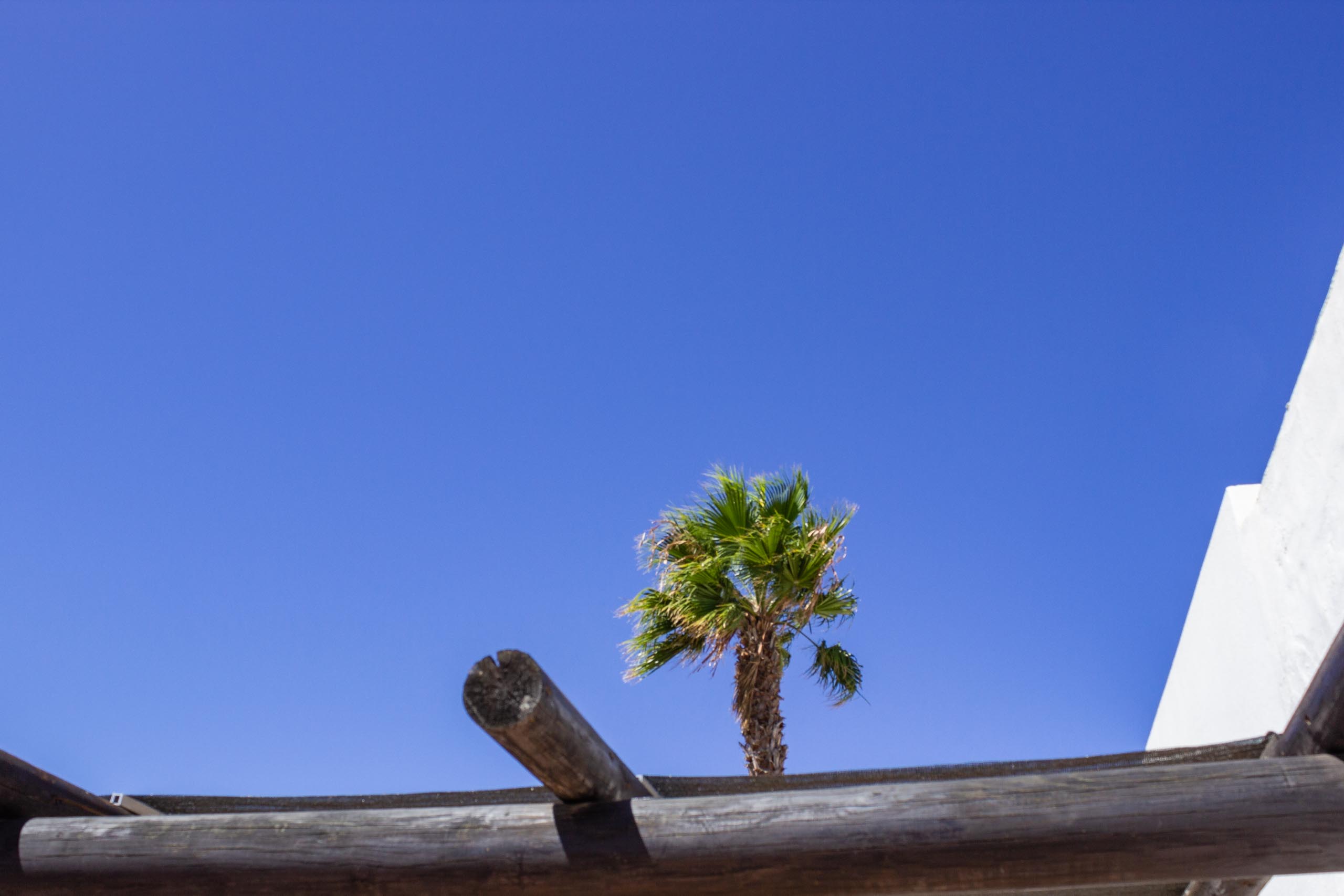 2015 09 Lanzarote PalmTrees 007