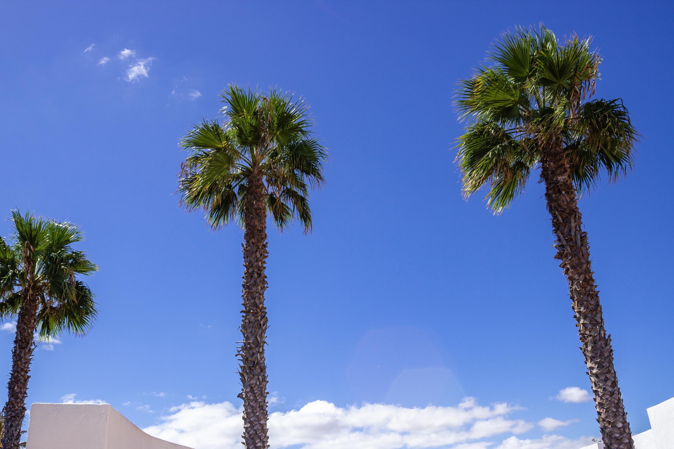 2015 09 Lanzarote PalmTrees 008