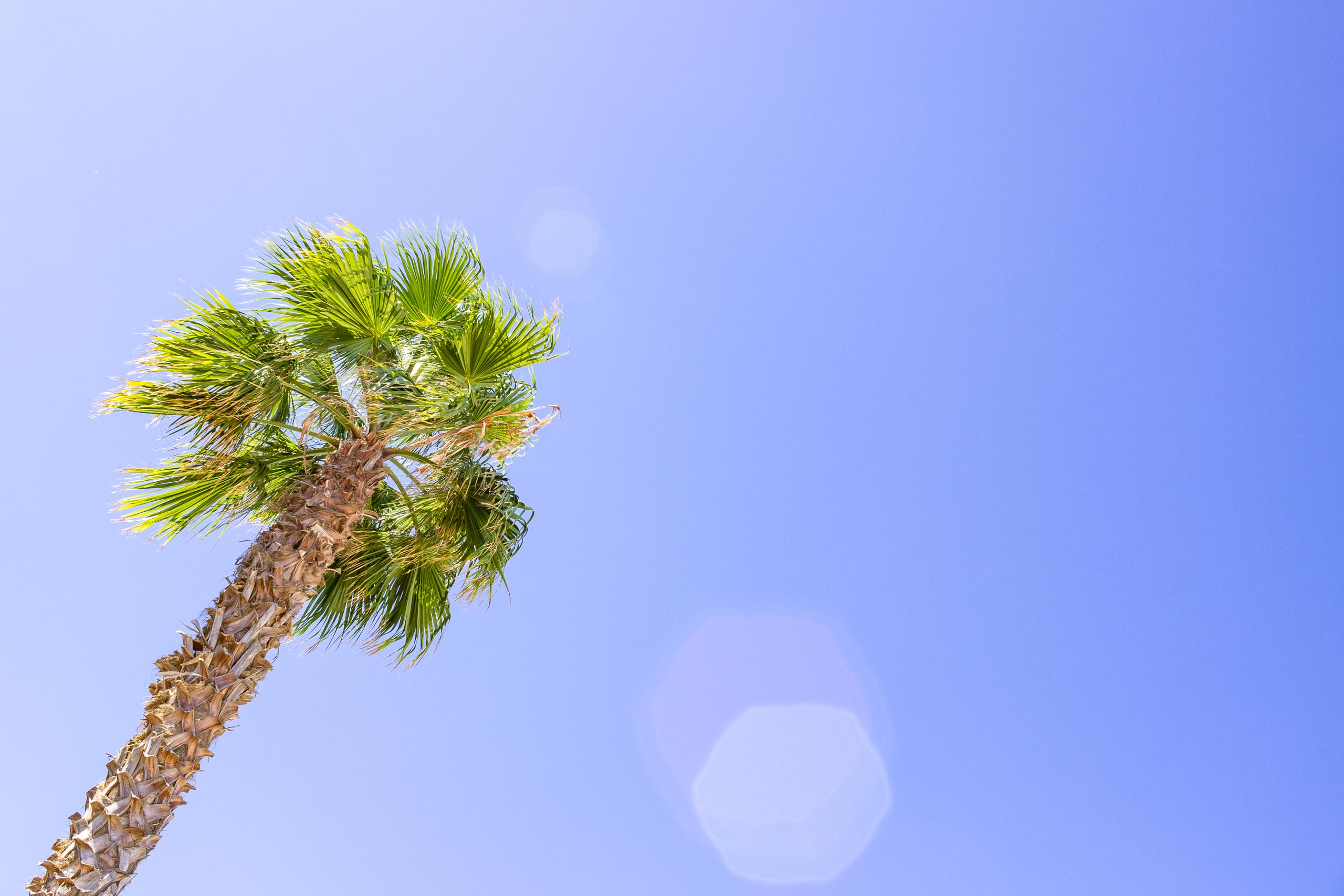 2015 09 Lanzarote PalmTrees 009