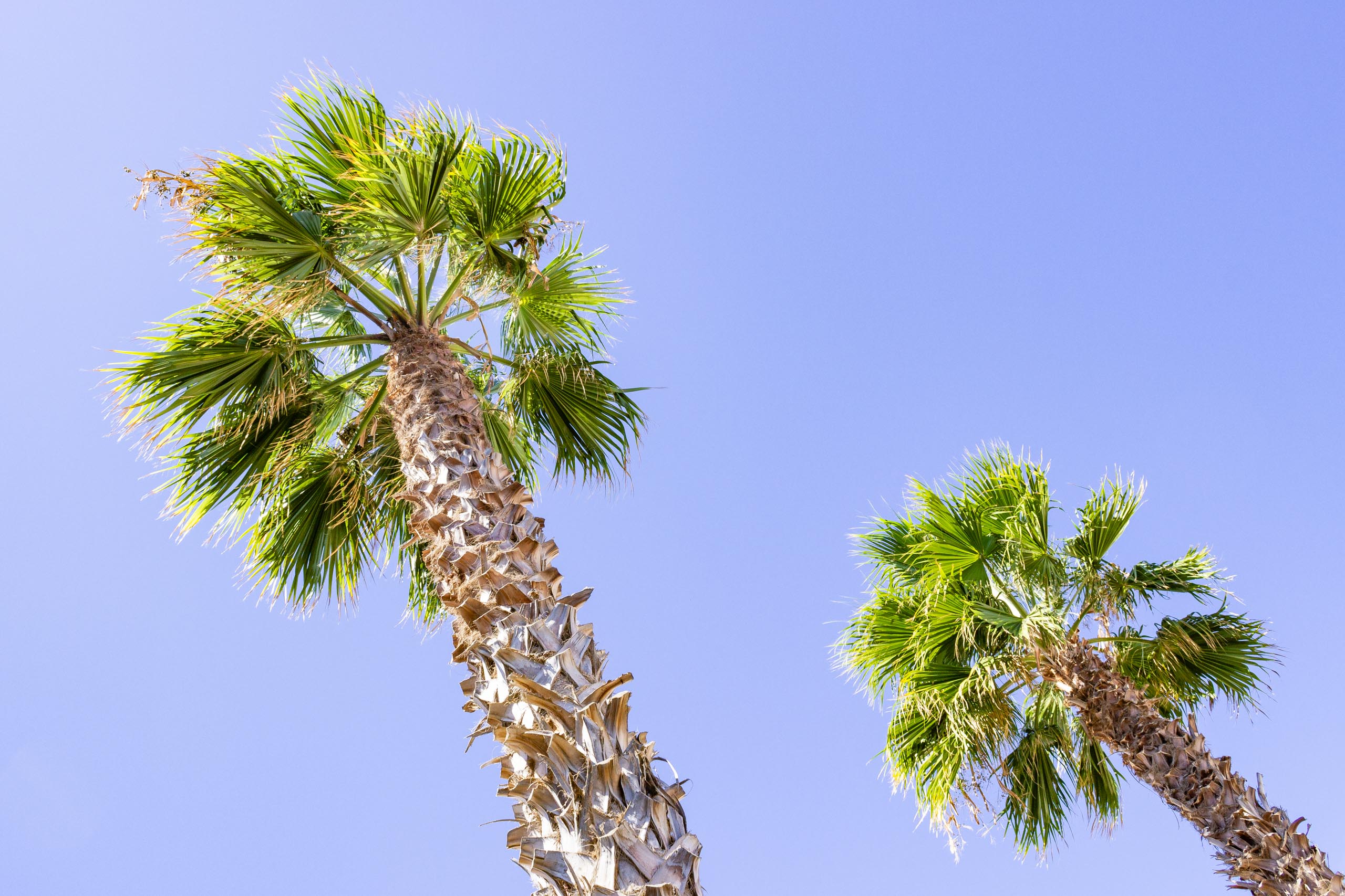 2015 09 Lanzarote PalmTrees 010