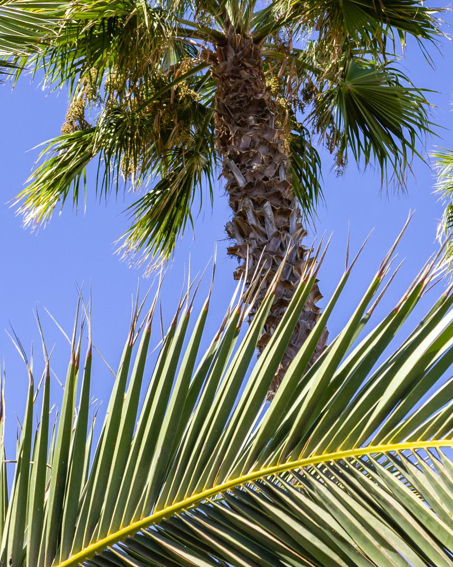 2015 09 Lanzarote PalmTrees 011 864 1080