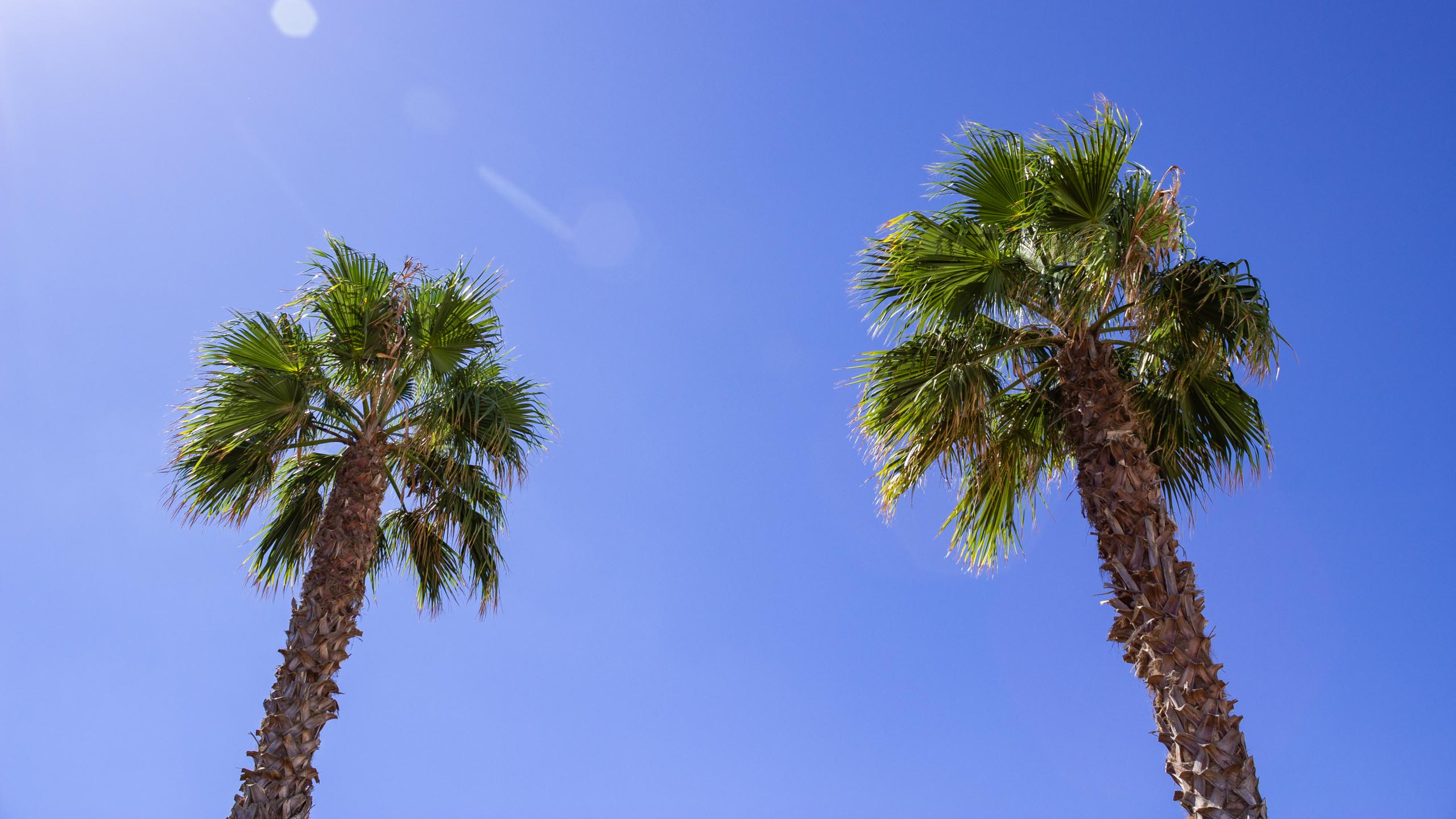 2015 09 Lanzarote PalmTrees 012