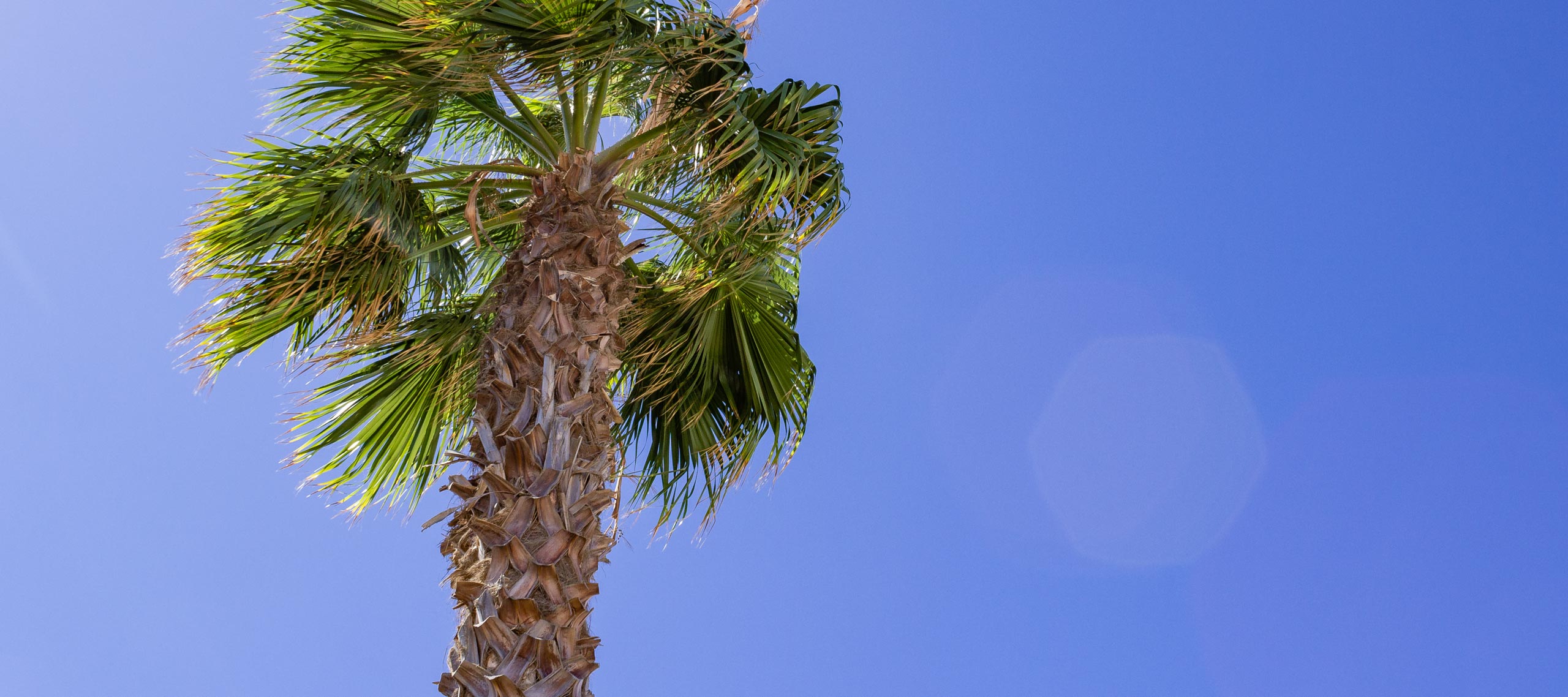 2015 09 Lanzarote PalmTrees 014