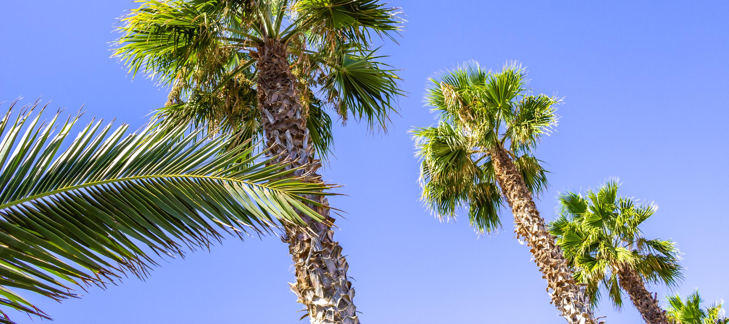 2015 09 Lanzarote PalmTrees 015