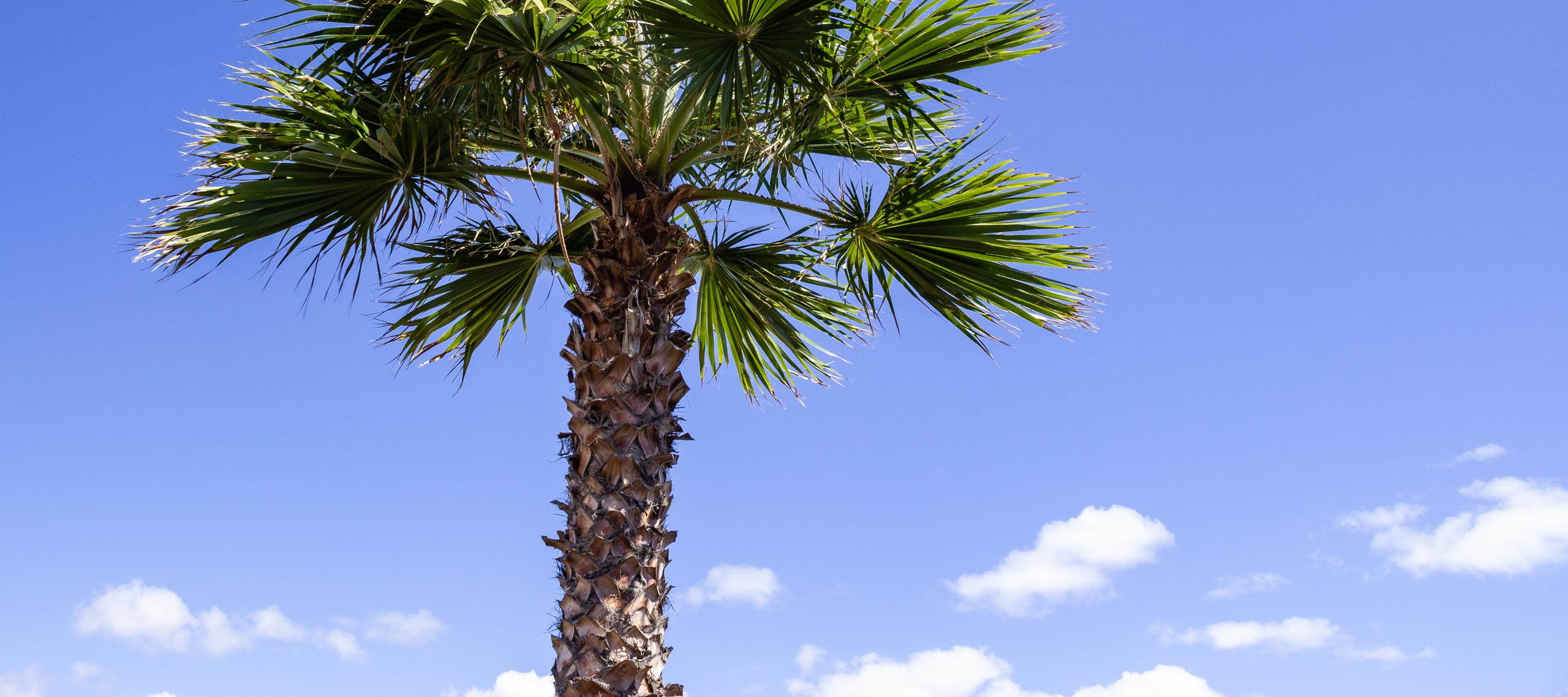 2015 09 Lanzarote PalmTrees 016