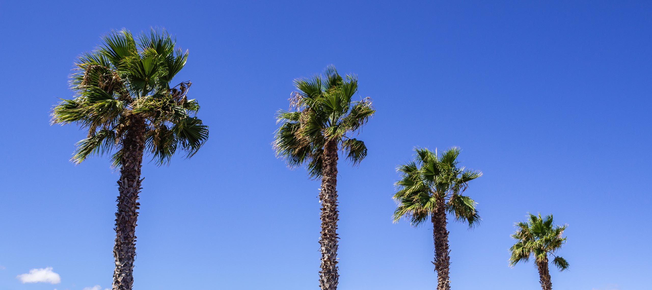 2015 09 Lanzarote PalmTrees 017