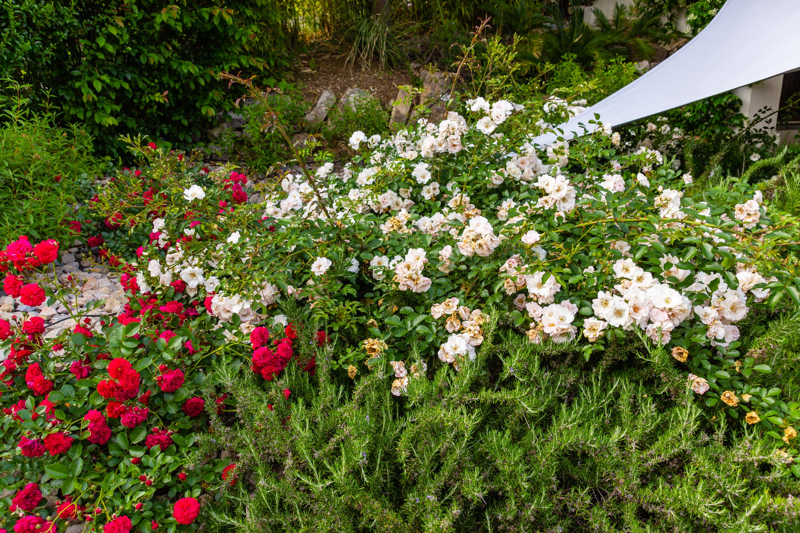 2018 05 Provence Garden 1 007