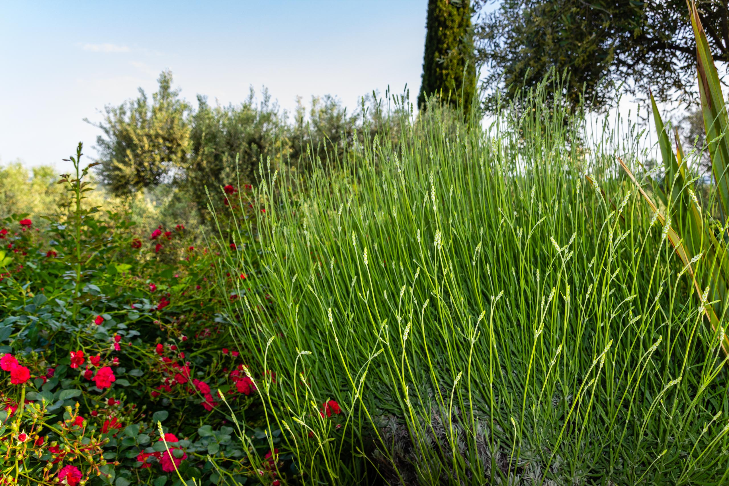 2018 05 Provence Garden 1 010