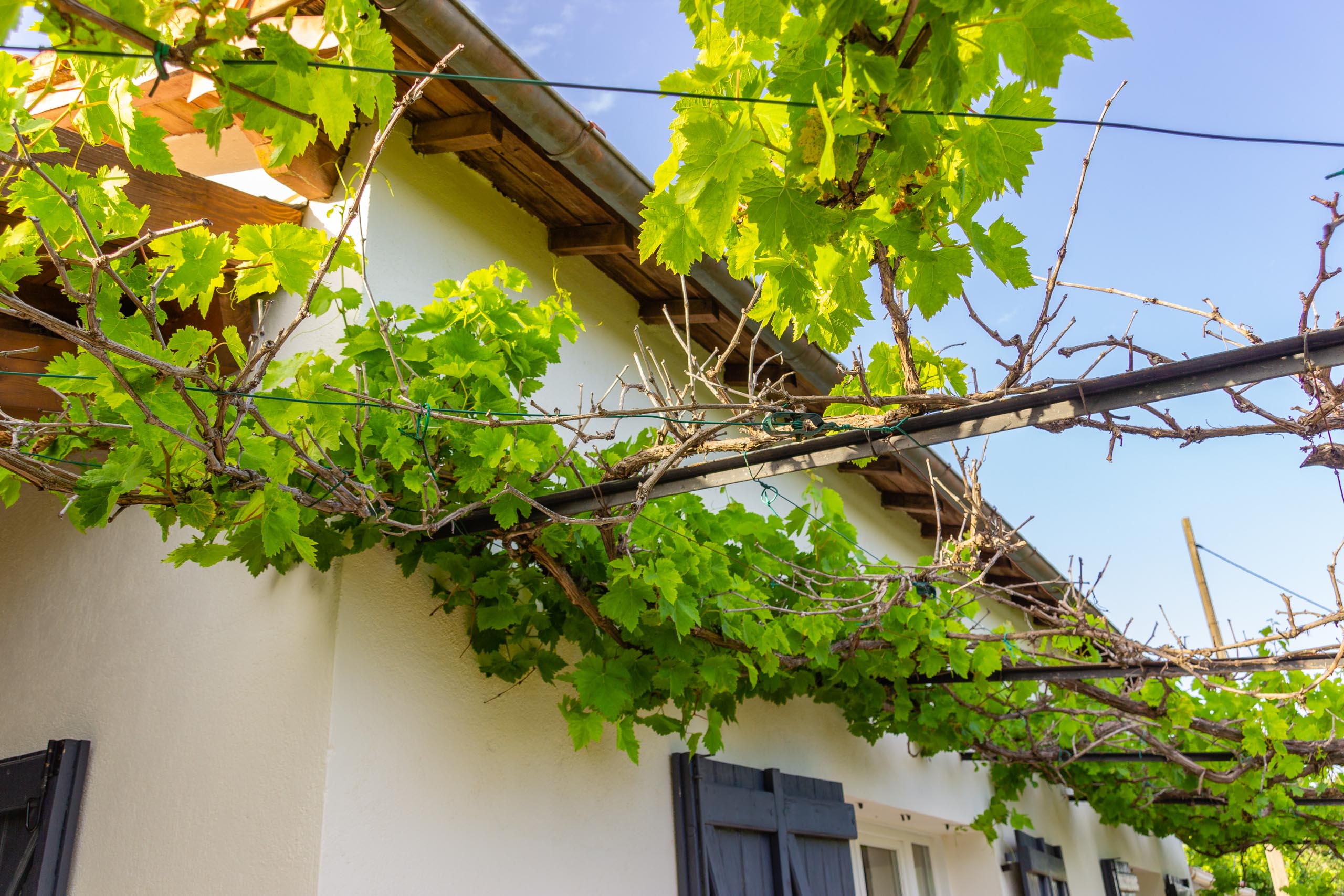 2018 05 Provence Garden 1 016