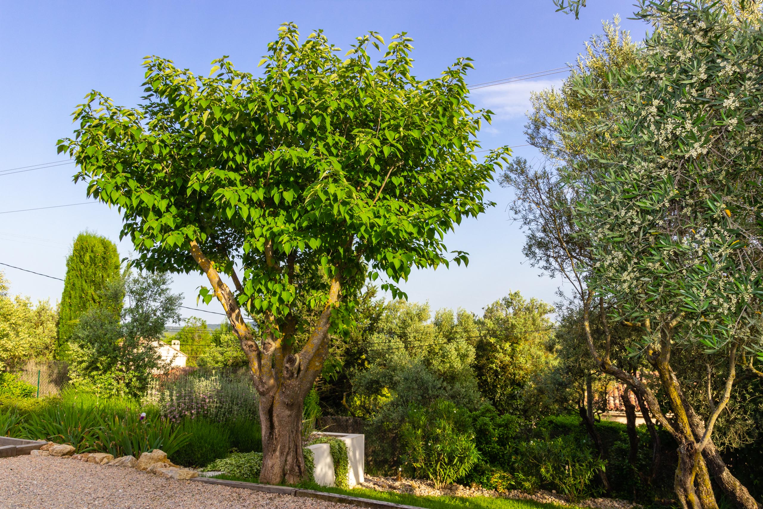 2018 05 Provence Garden 1 019